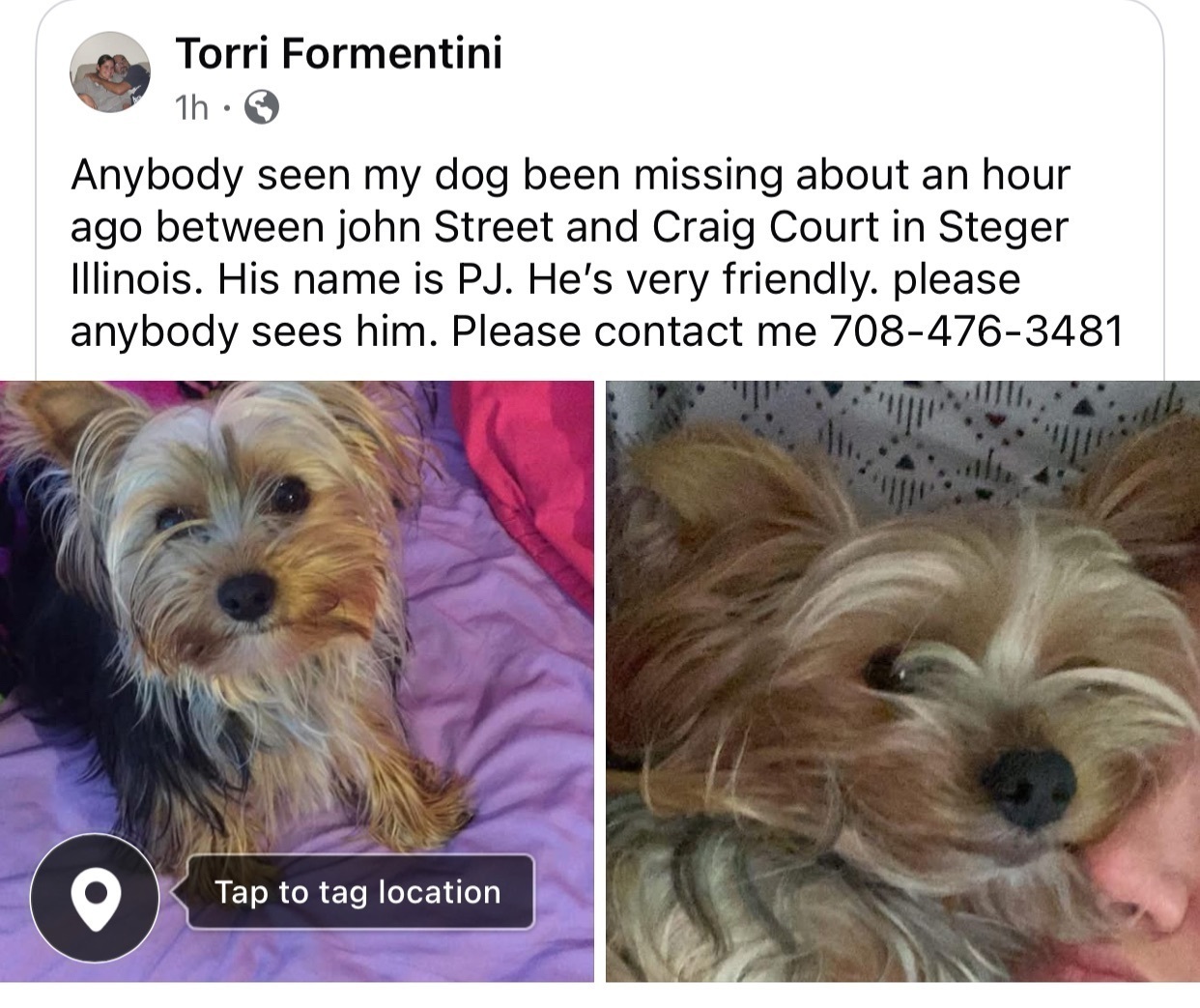 Lost Yorkie: Grey/Black, Craig Court Area