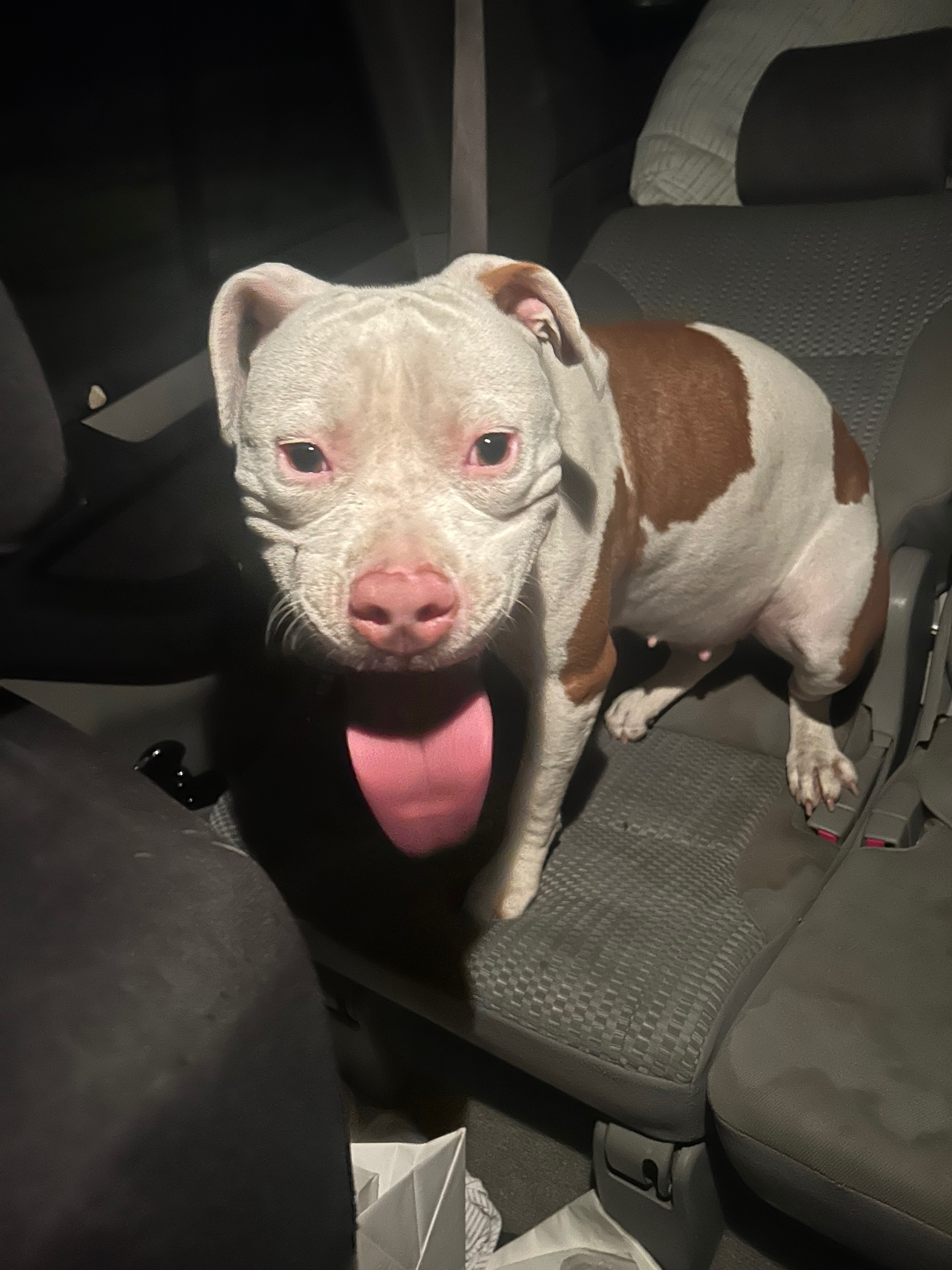 Found dog Greenville, photo: Found: Small White Dog w/ Brown Spots