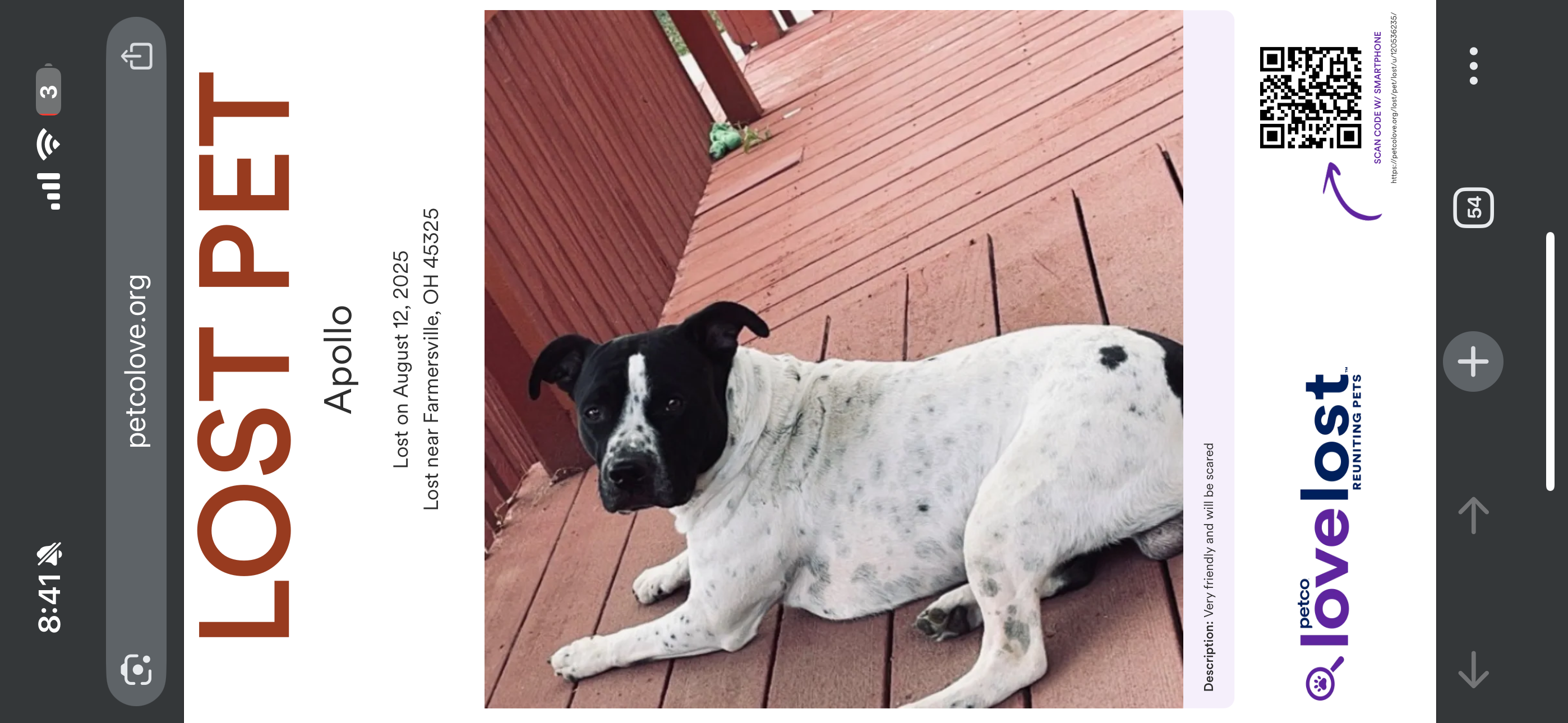 Missing dog Farmersville, photo: Lost Dog: White with Black Spots, Scared