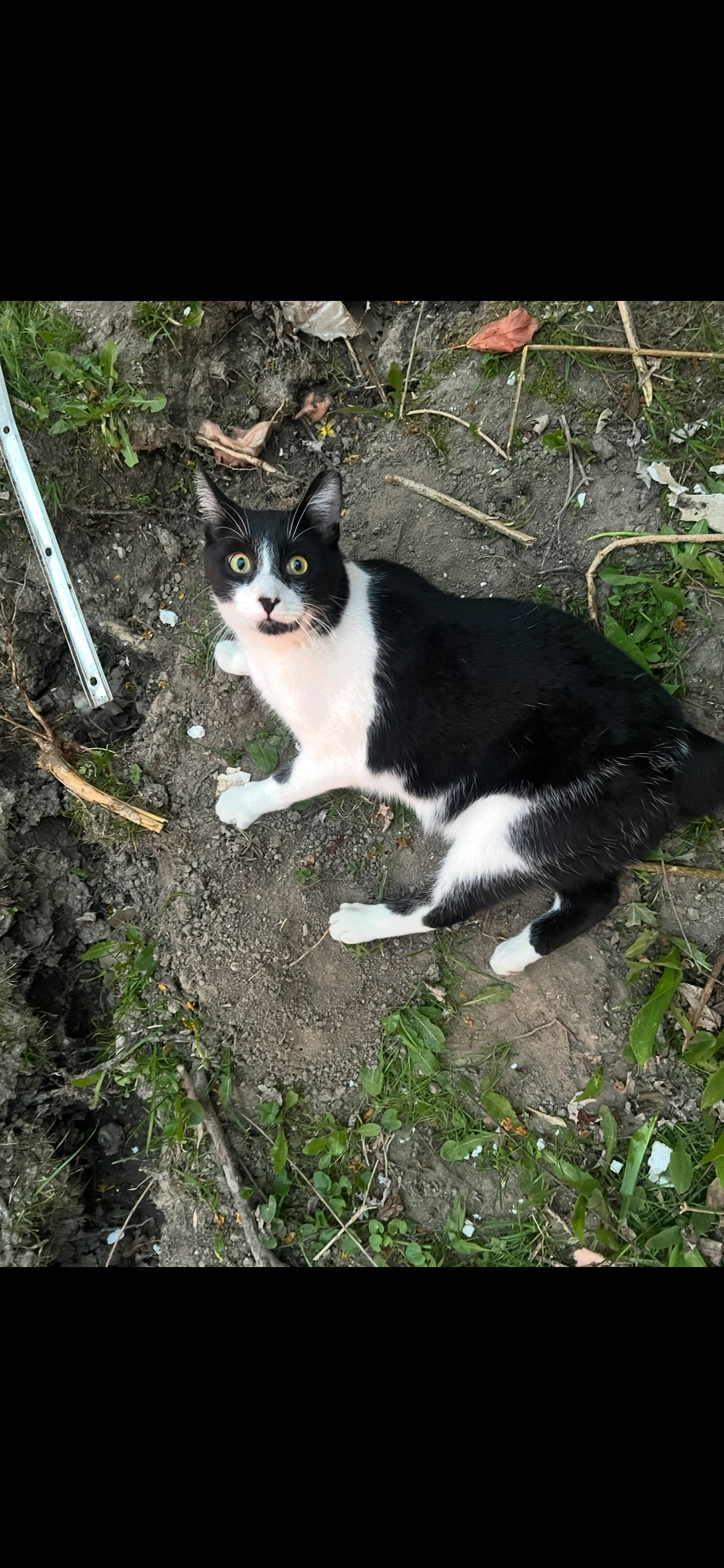 Lost Black & White Cat: Pingree Road, Alma