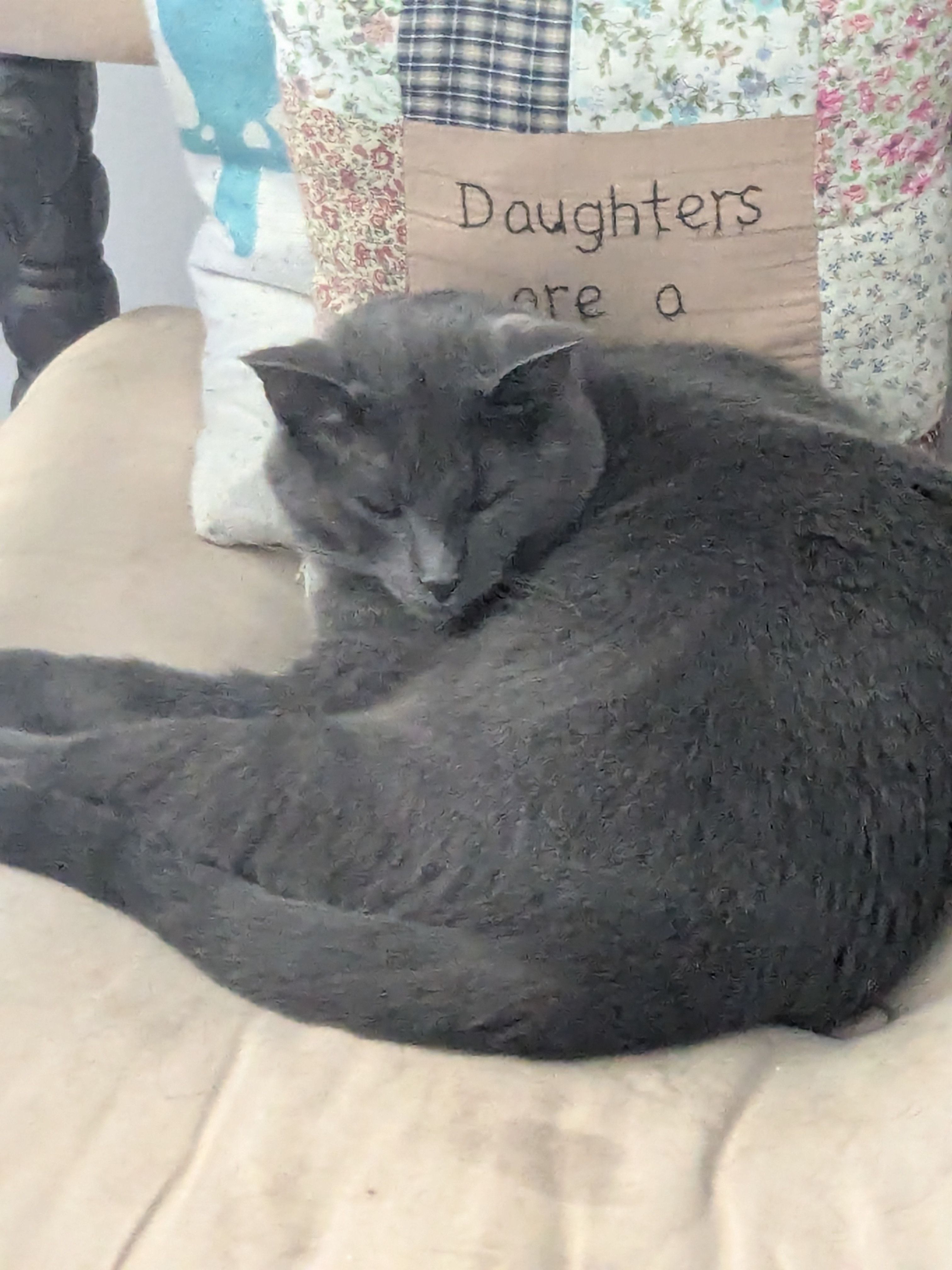 Lost pets North Olmsted, photo: Lost Chatty Gray Cat in North Olmsted