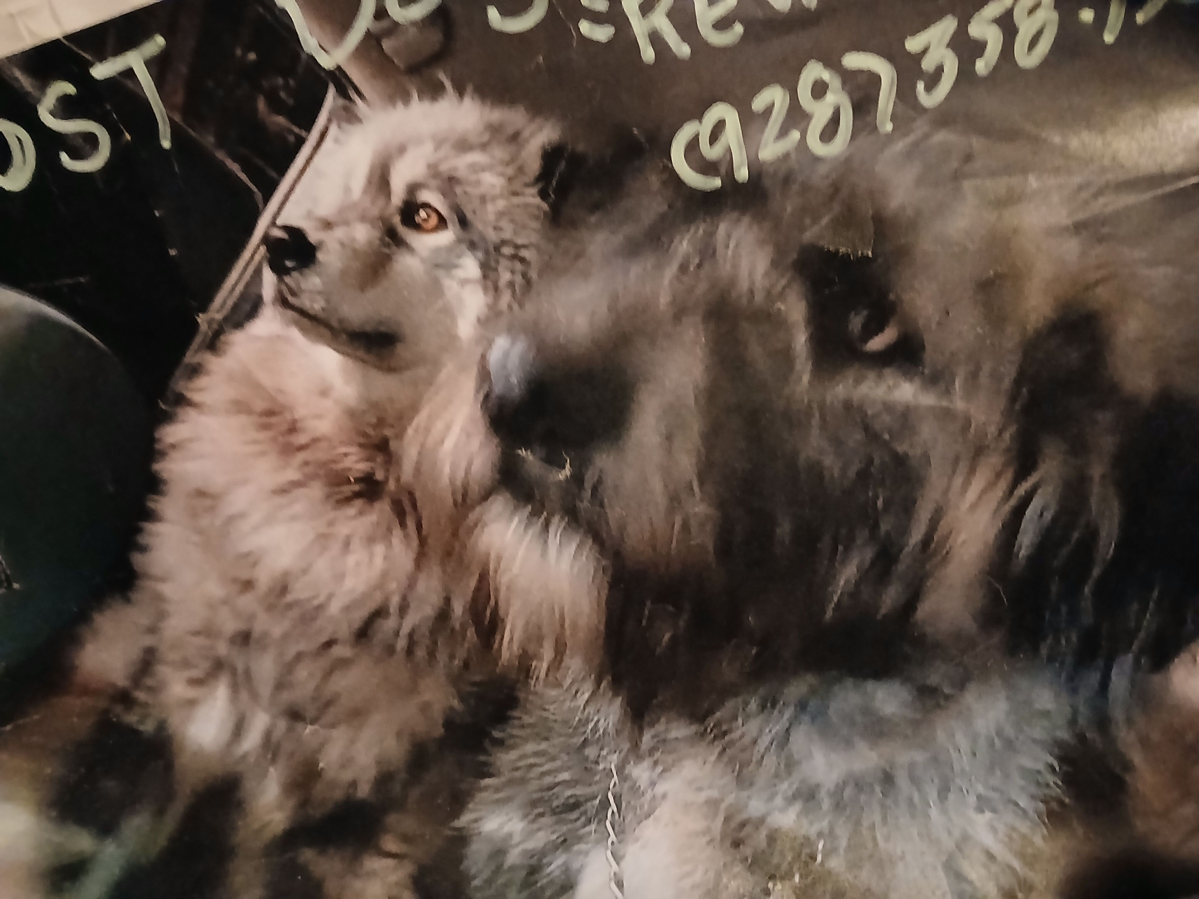 Lost Dog: Black & Grey in Washington Park