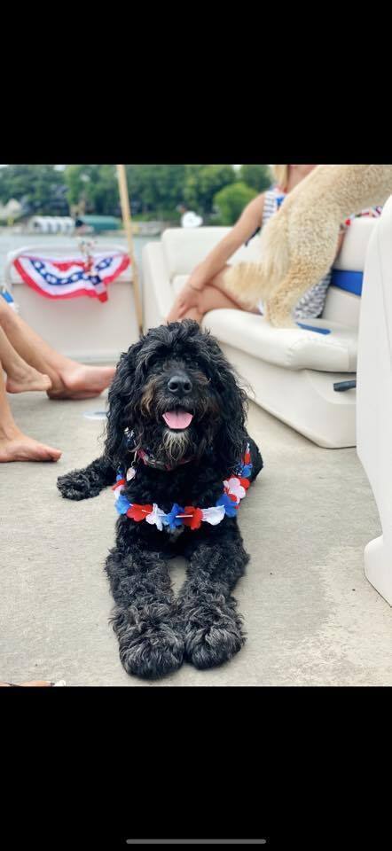 Lost Bernadoodle Koda: Help Bring Her Home!