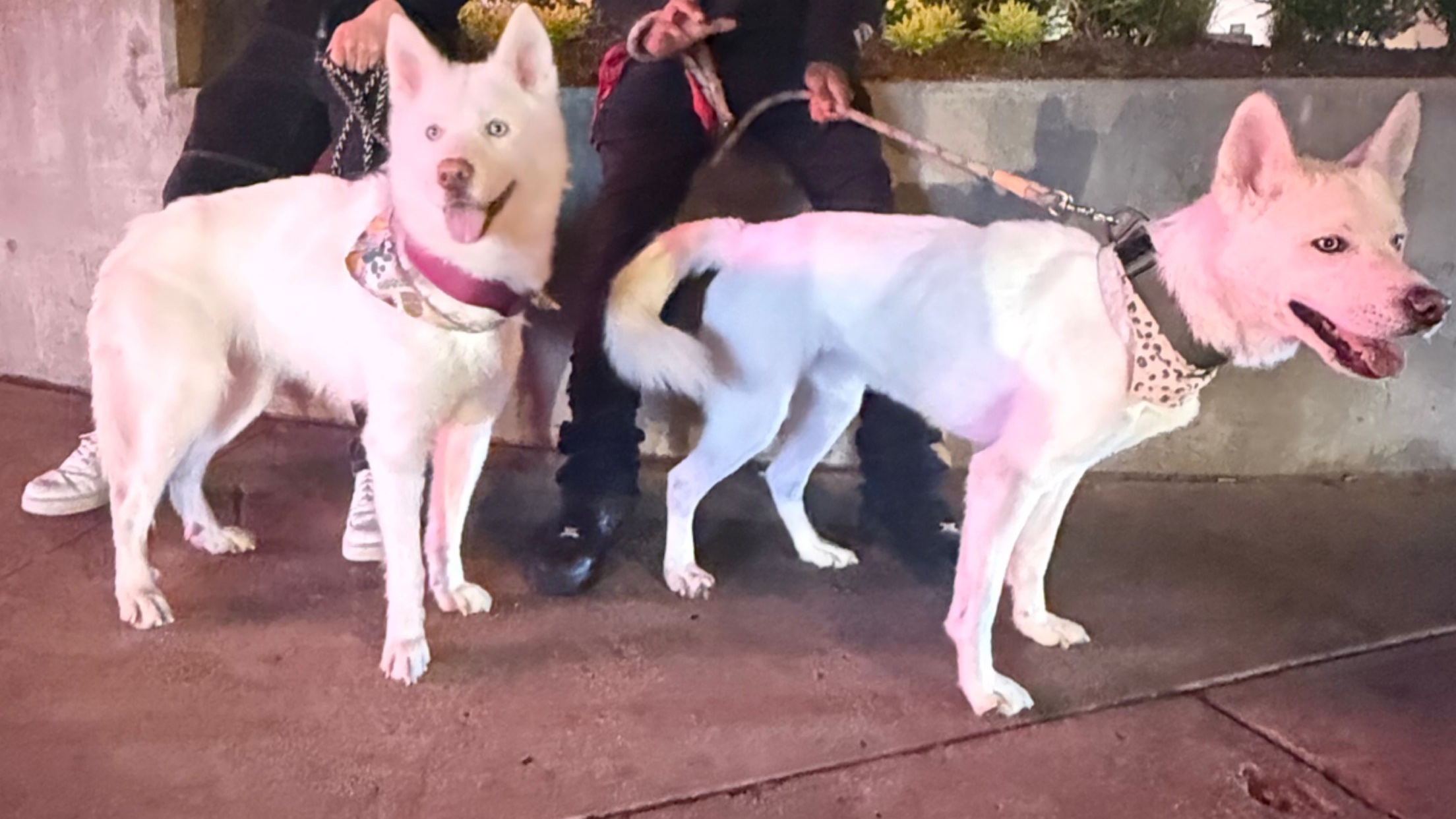 Lost Dogs Yeti & Frosty: Friendly & Fun!