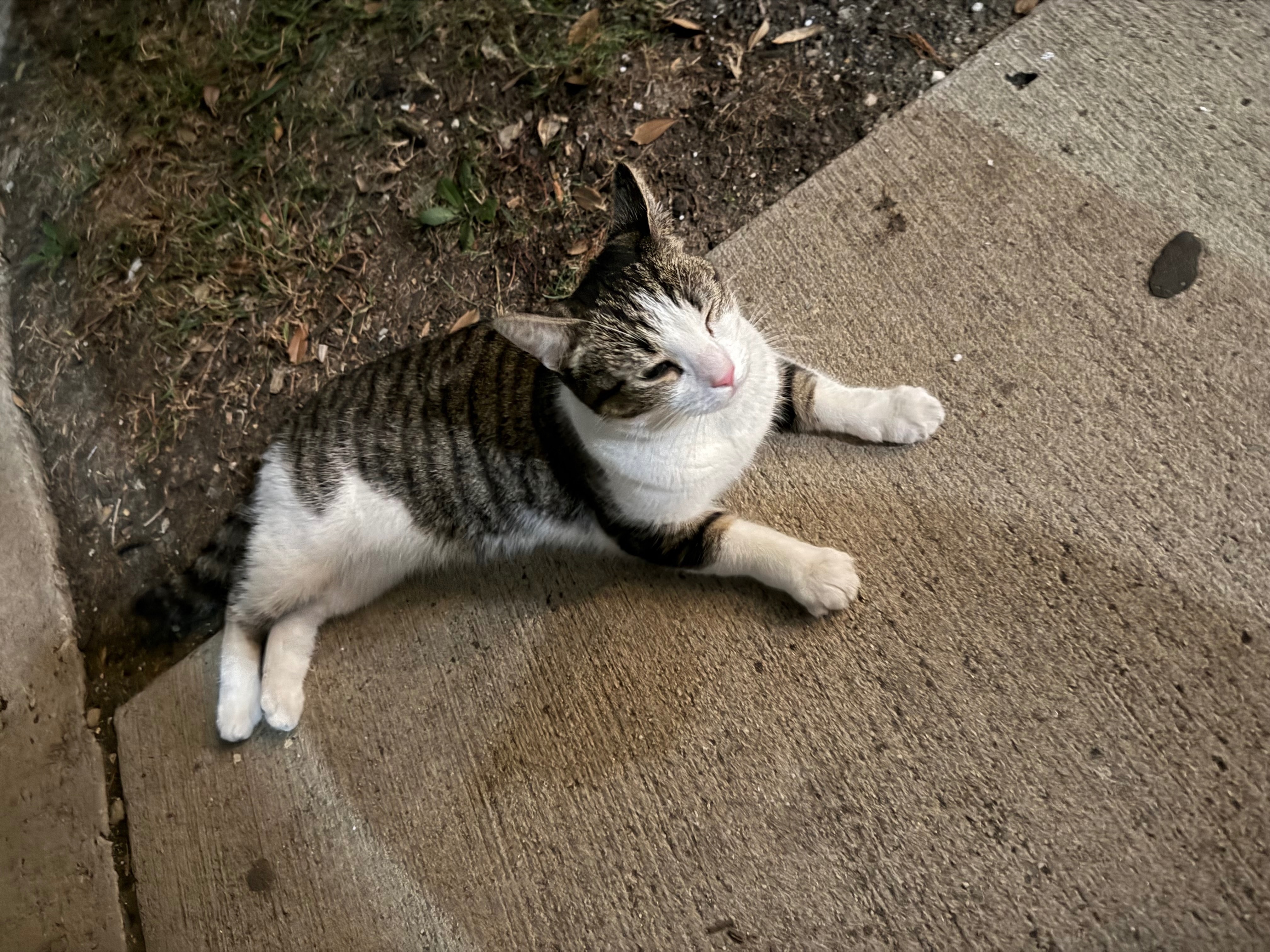 Found pets Irving, photo: Found: Small White & Tabby Cat in Irving