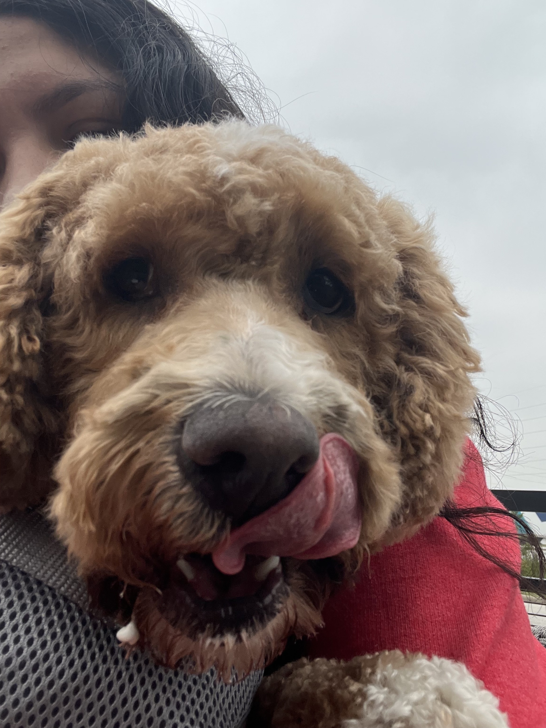 Lost Dog: Sweet, Spotted Pup in Hammond