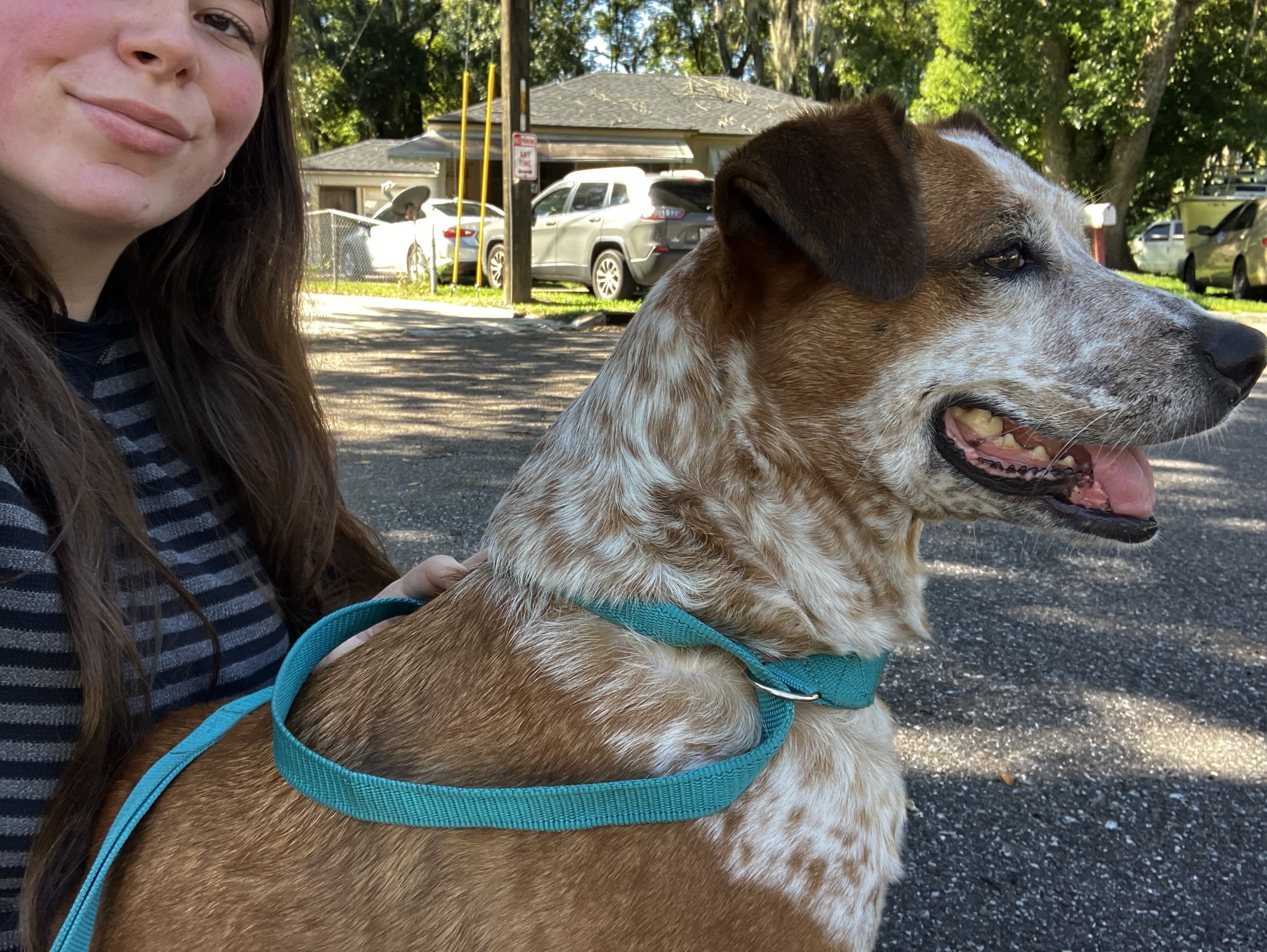 Found: Sweet Red Heeler Mix in...