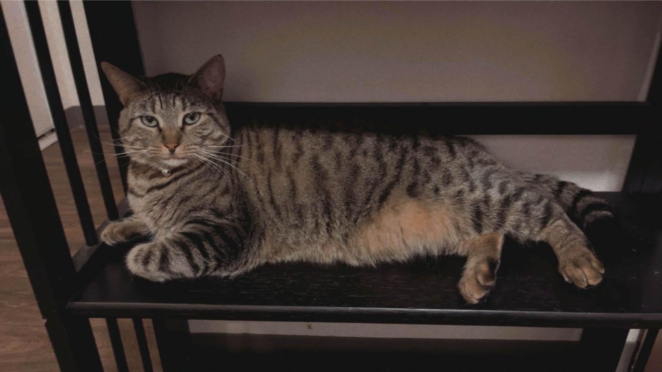 Lost Cat in Tigard: Help Bring Her Home!