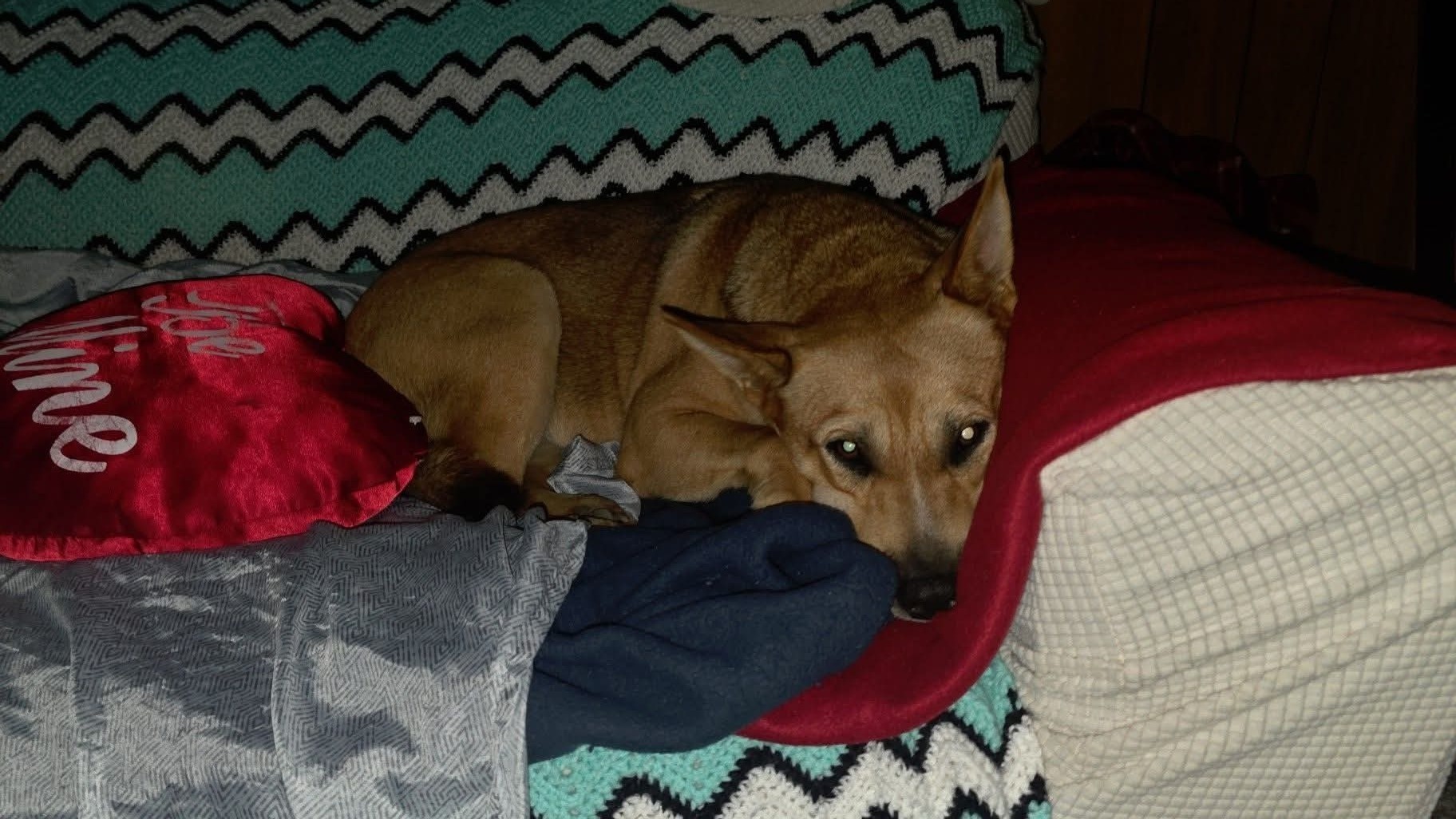 Lost Dog Lucy: Sweet, Friendly, and Missed