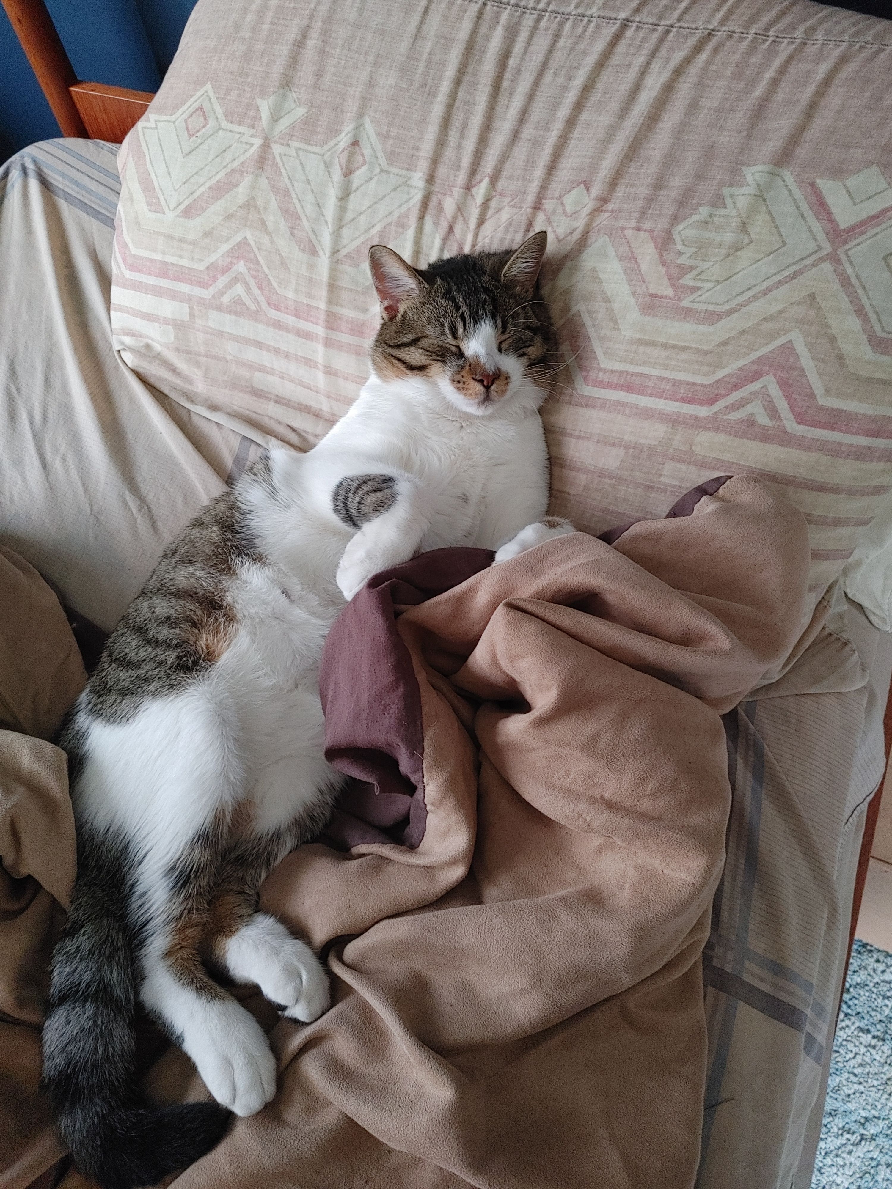 Help Find Ozzie: Lost Cat in Toronto