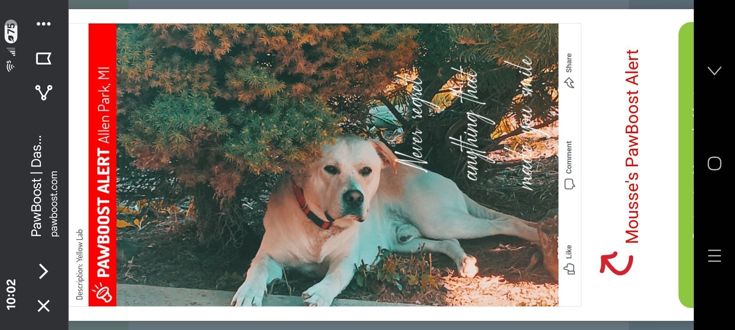 Lost Yellow Lab: Friendly & Missing!