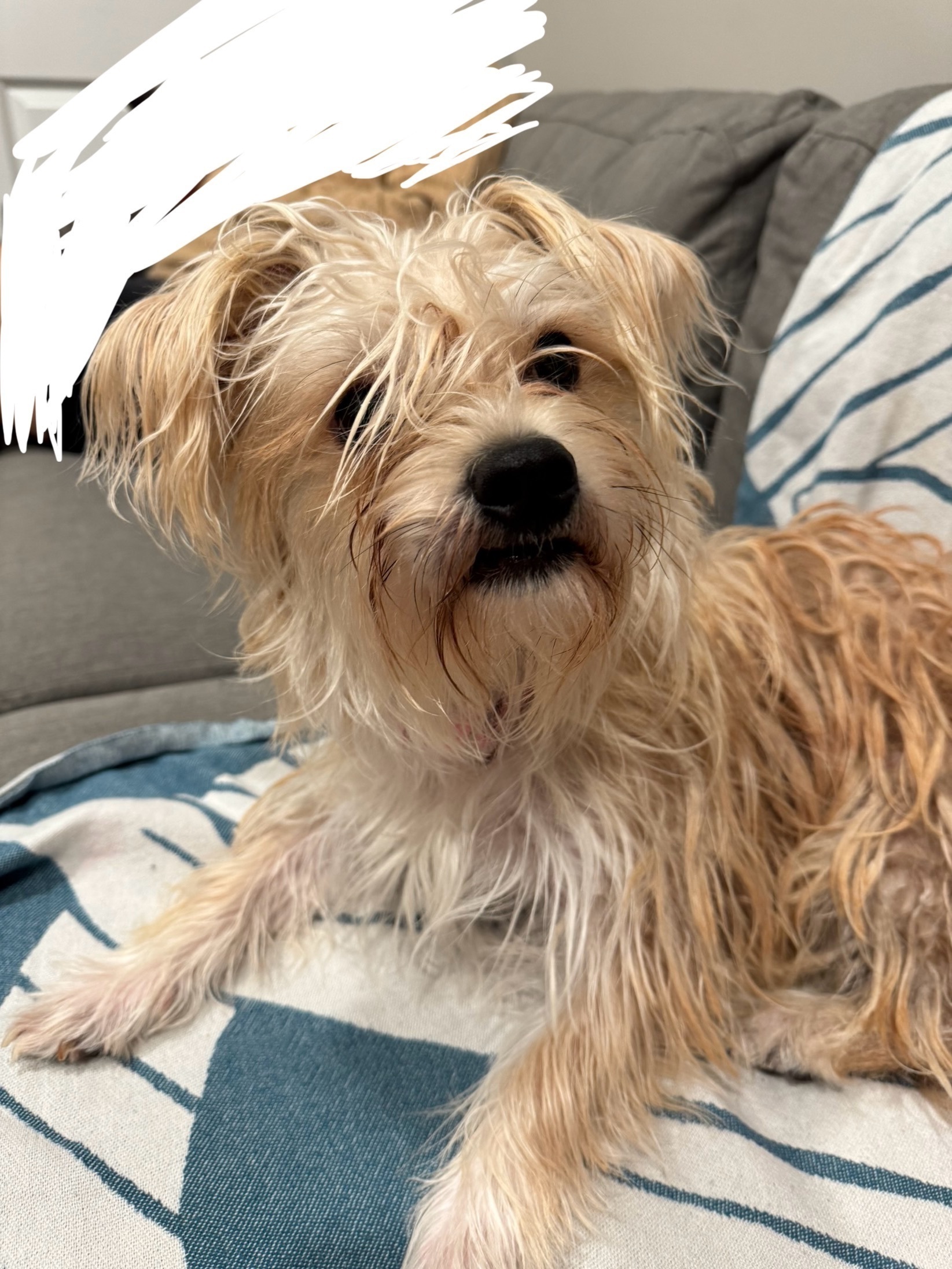 Found dog, Mounds View