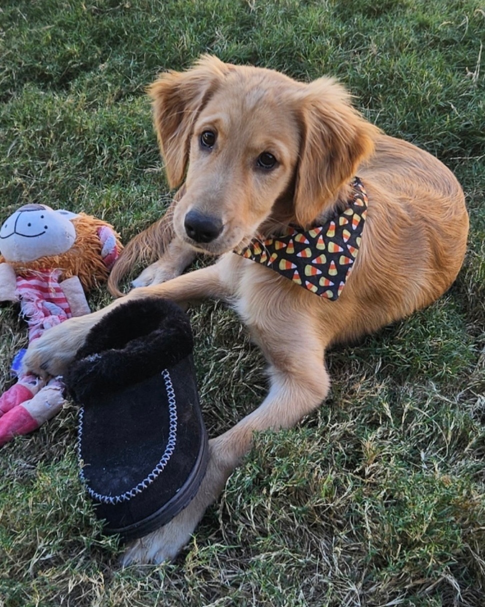 Lost Golden Retriever Puppy in Glendale