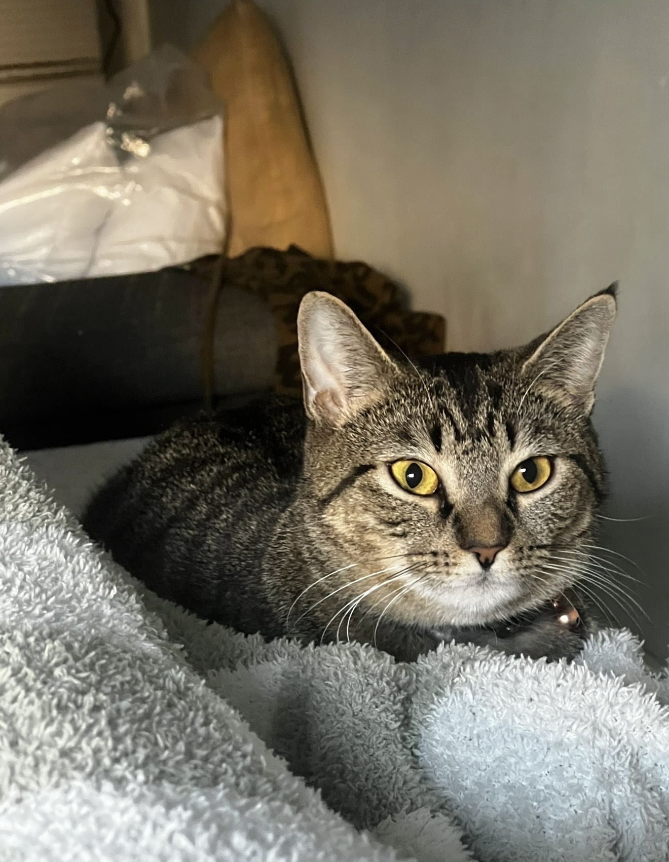 Lost Cat: Tailless & Tattooed in NJ