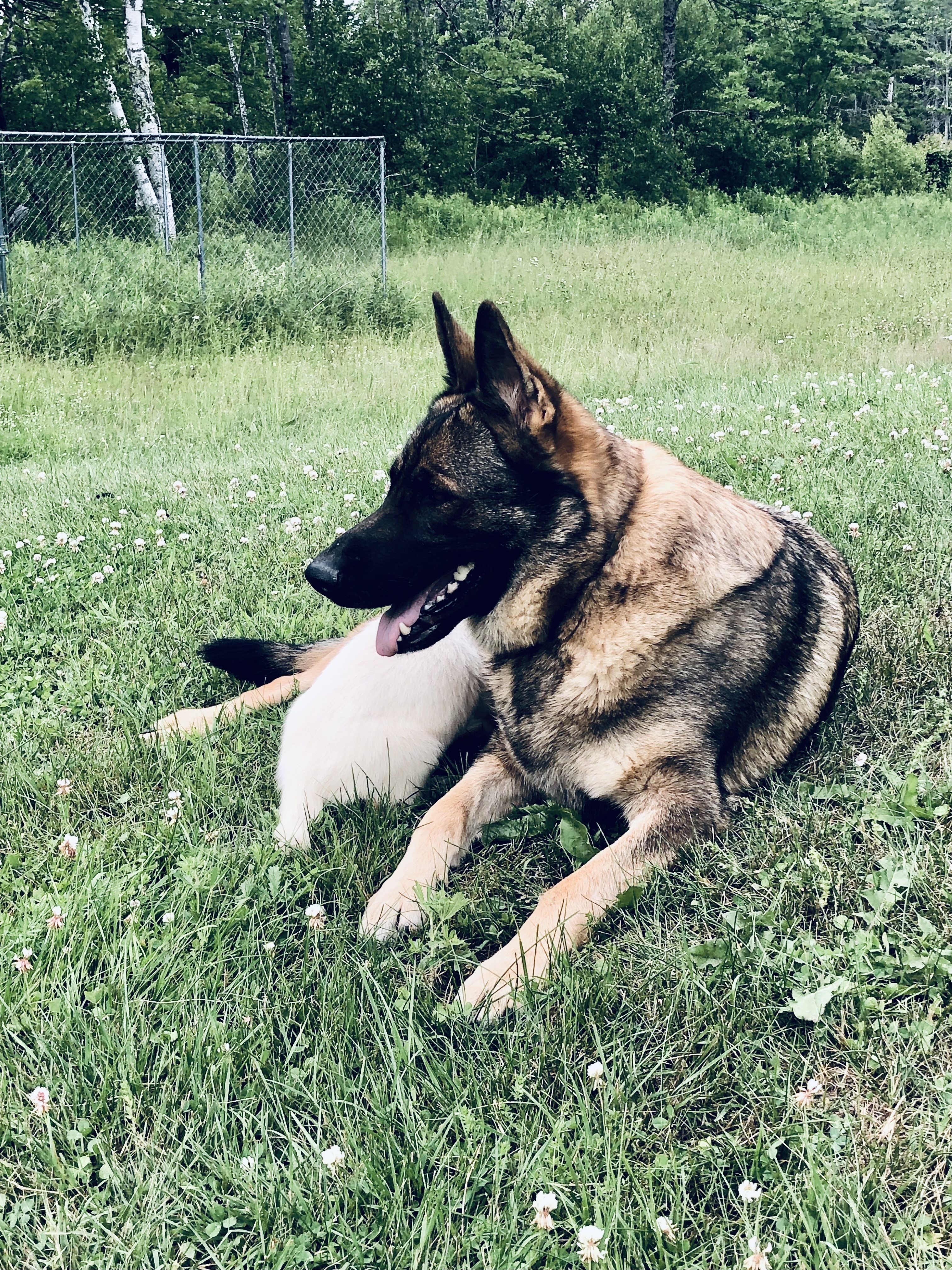 Lost Overweight Dog: South Long Swamp Rd