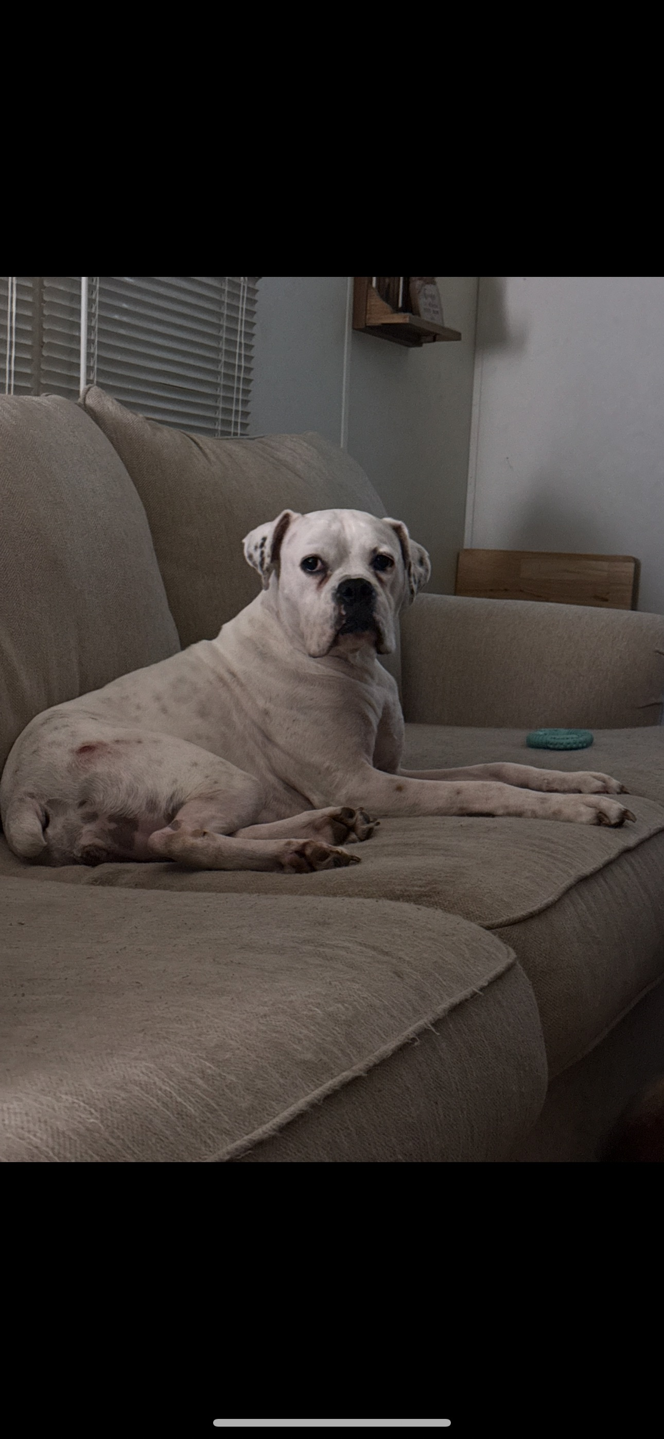 Lost Dog: White with Gray Spots - Help!