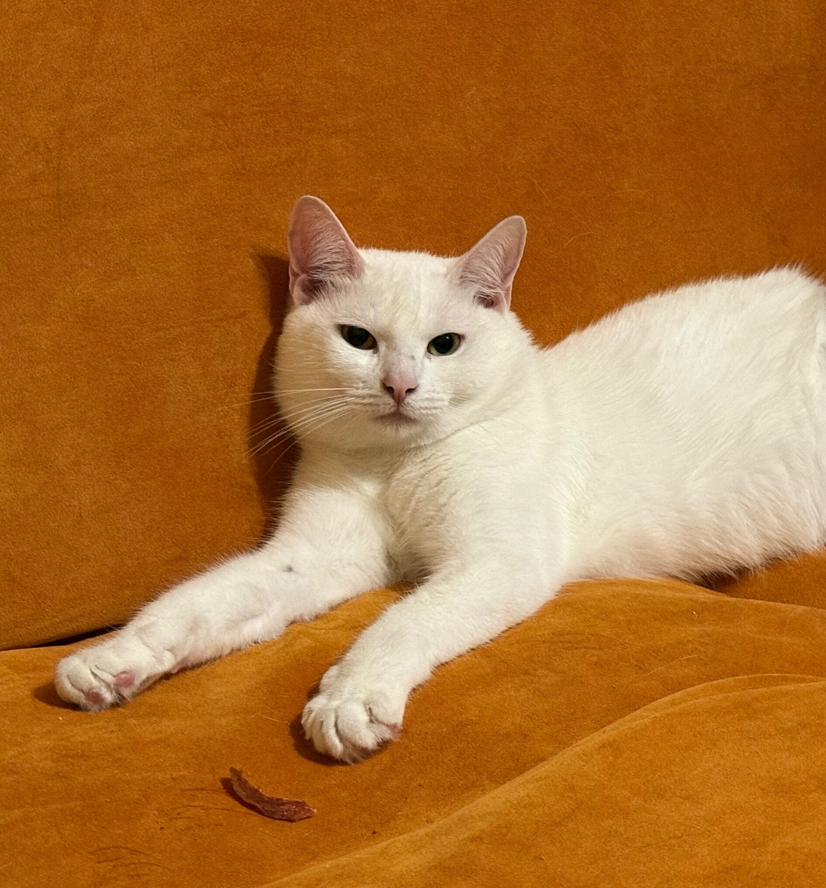 Lost White Cat with Black-Tipped Tail