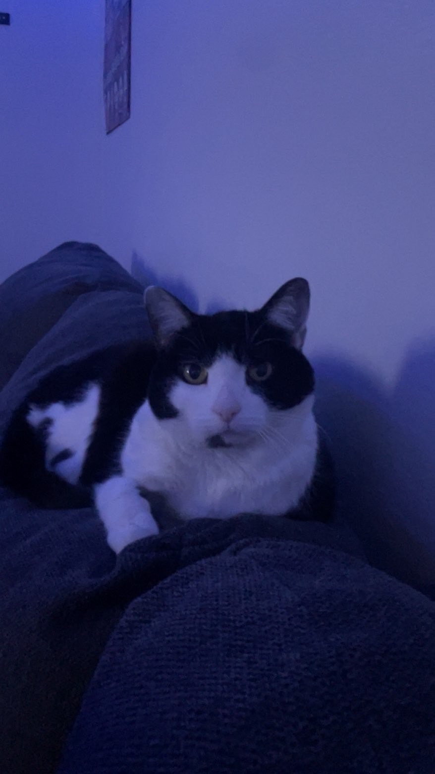 Lost Sweet Cat on E. Santa Fe St, Olathe