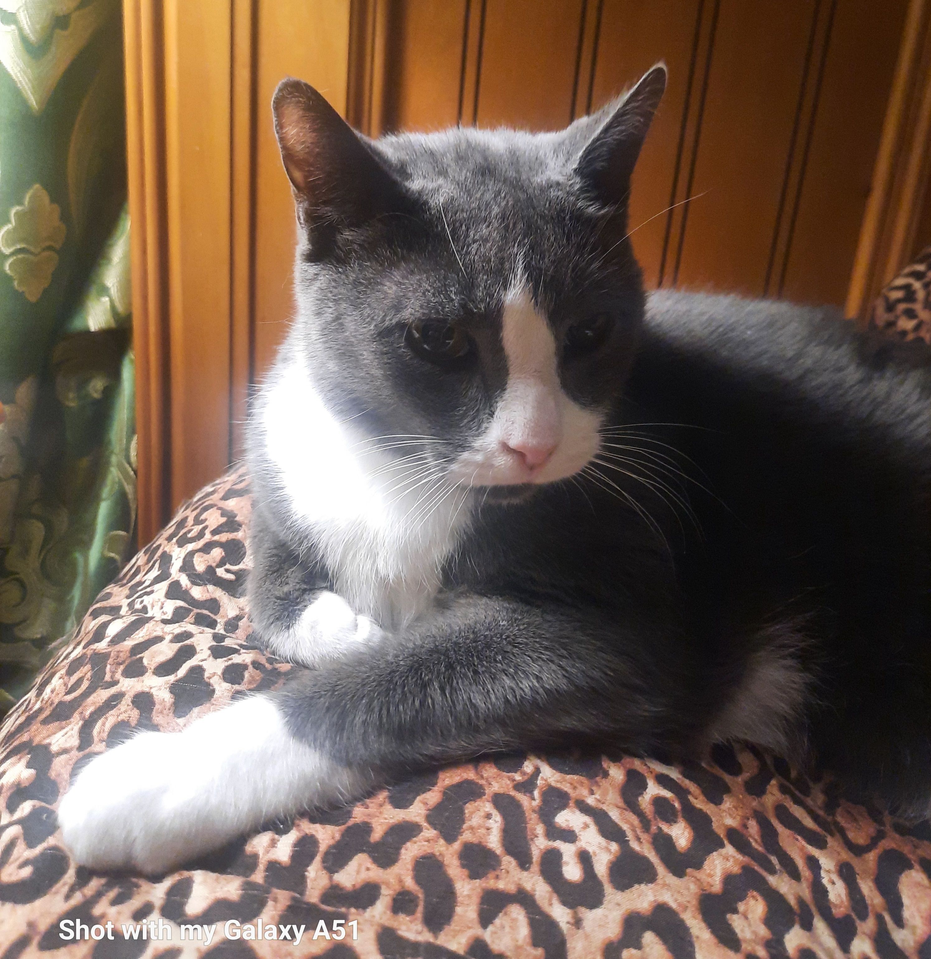 Missing cat , photo: Lost Cat: Tucker, Gray & White, Chipped