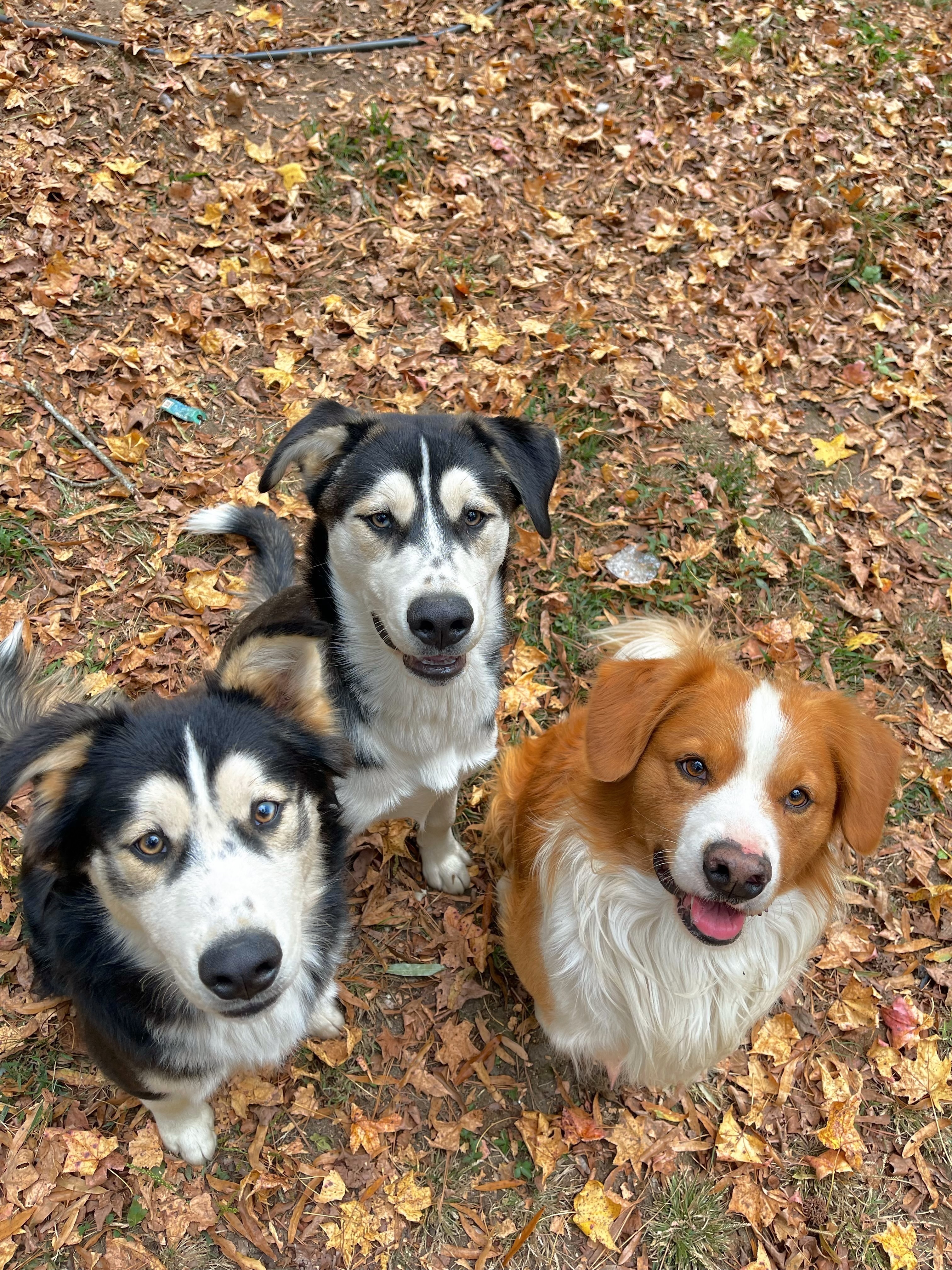 Missing dog , photo: Missing Dogs: Benji, Duke & Scrappy Alert!