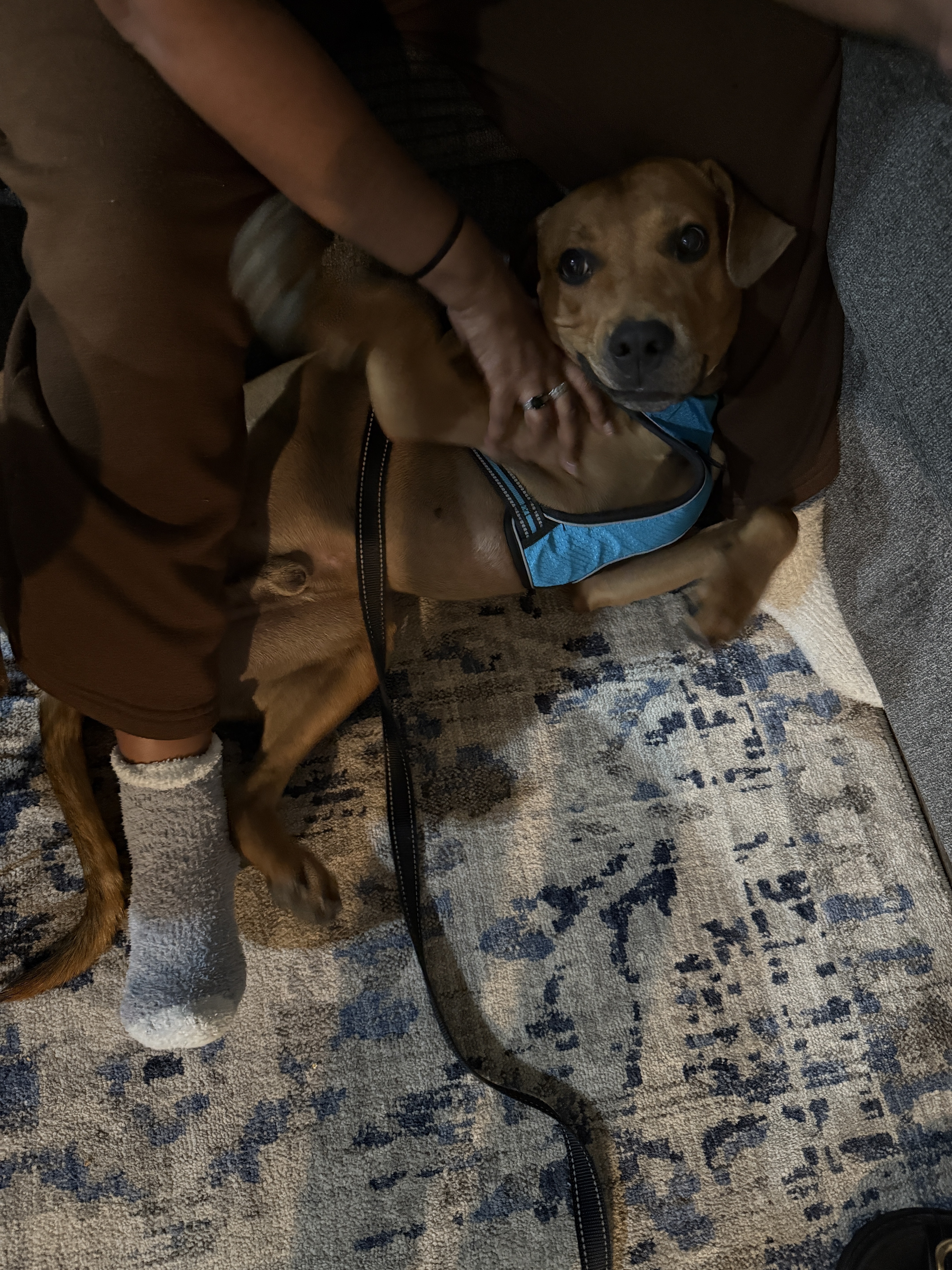 Lost Brown Hound Dog in Monroe, NC