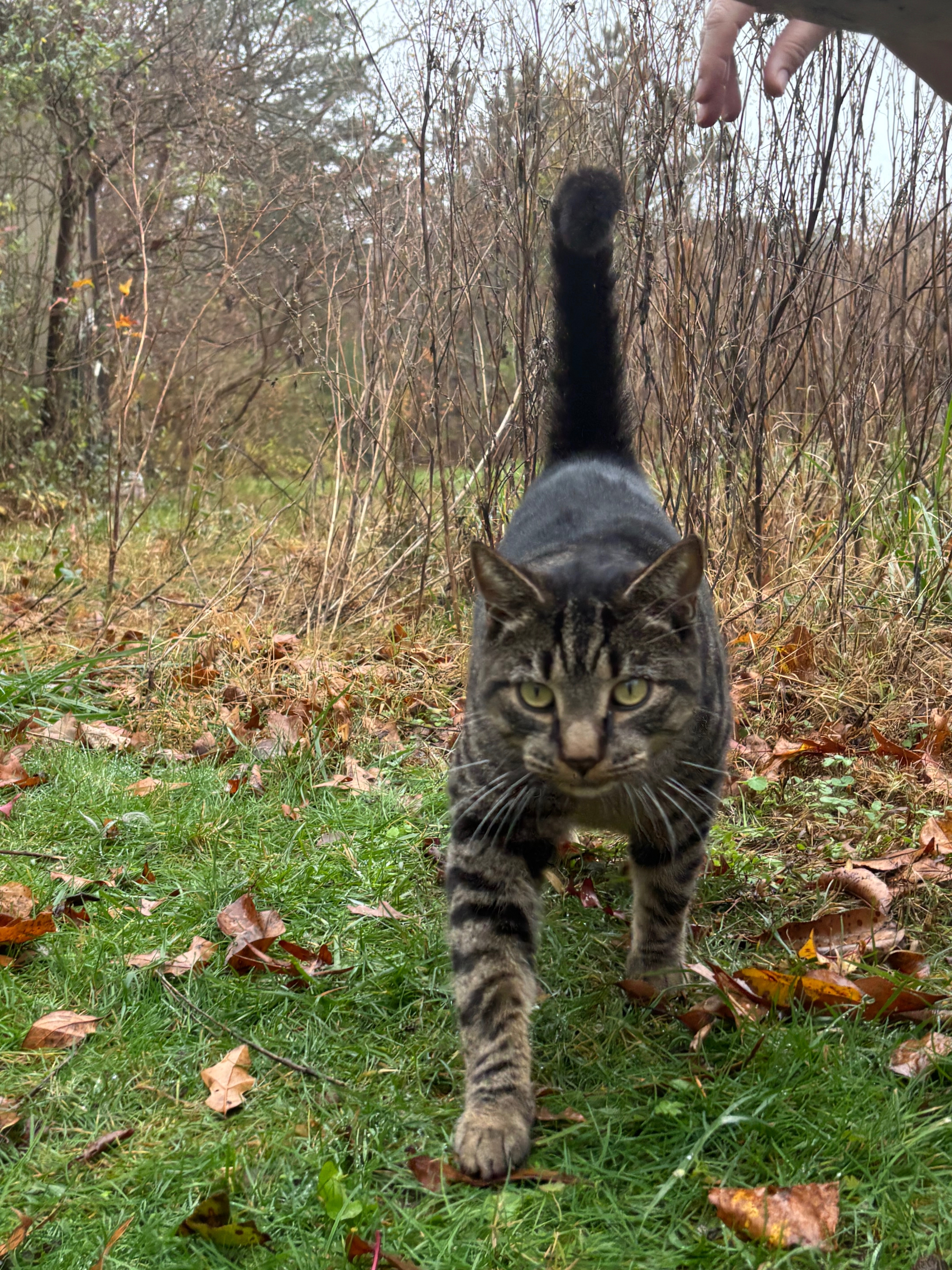 Friendly Found Cat Near Lighth...