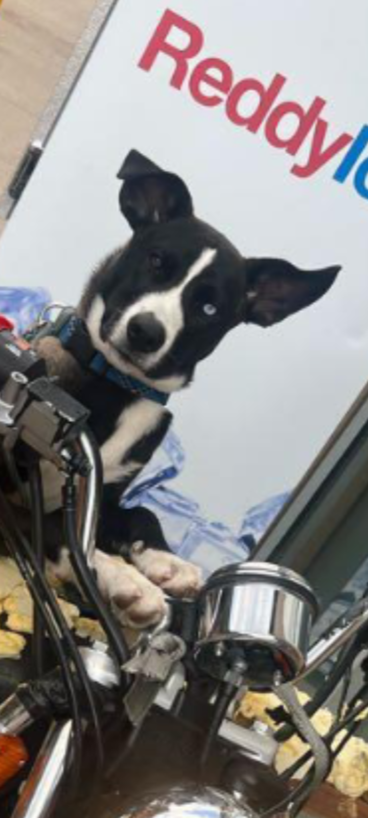 Lost Dog: Friendly Dalmatian-Shepherd Mix