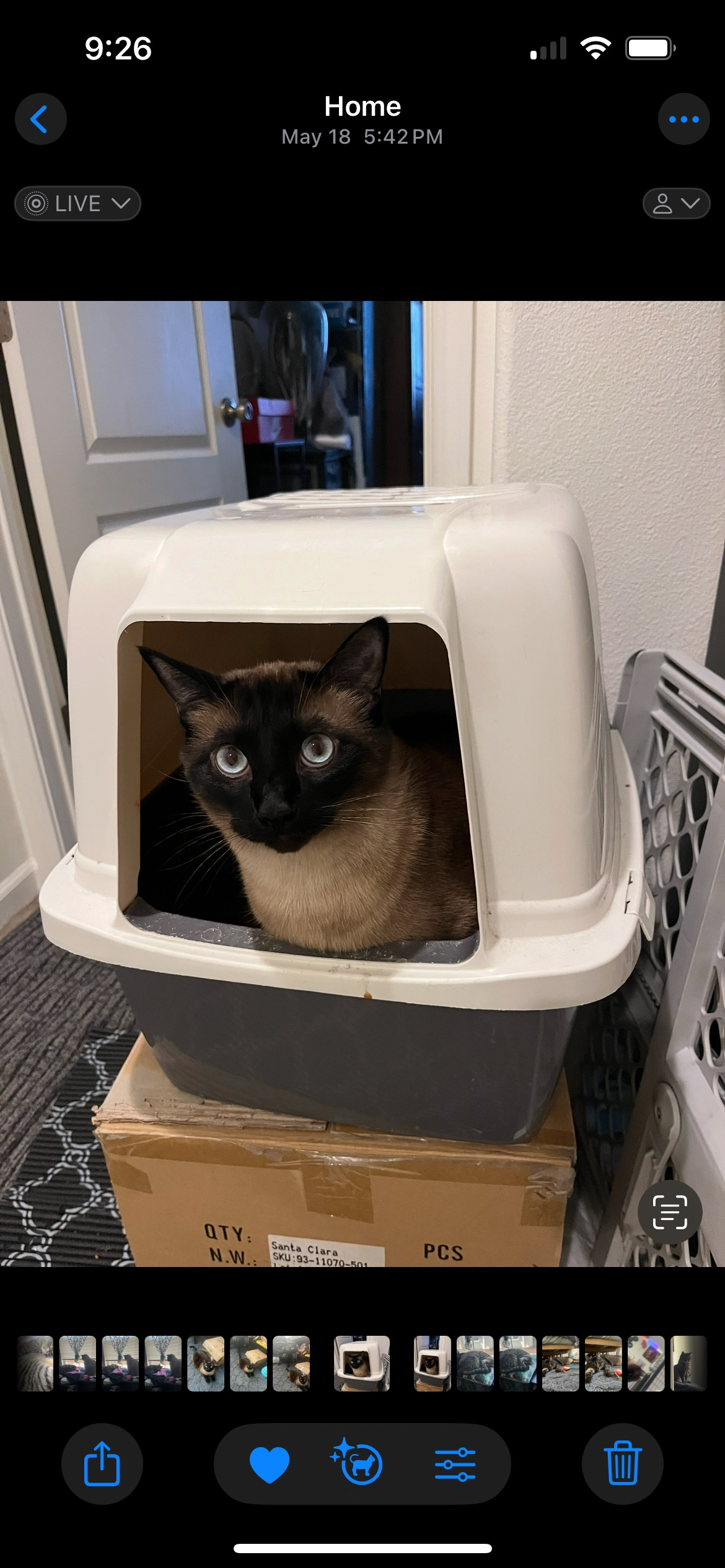 Missing cat Hayward, photo: Lost Cat: Blue-Eyed, Fat Belly - Hayward