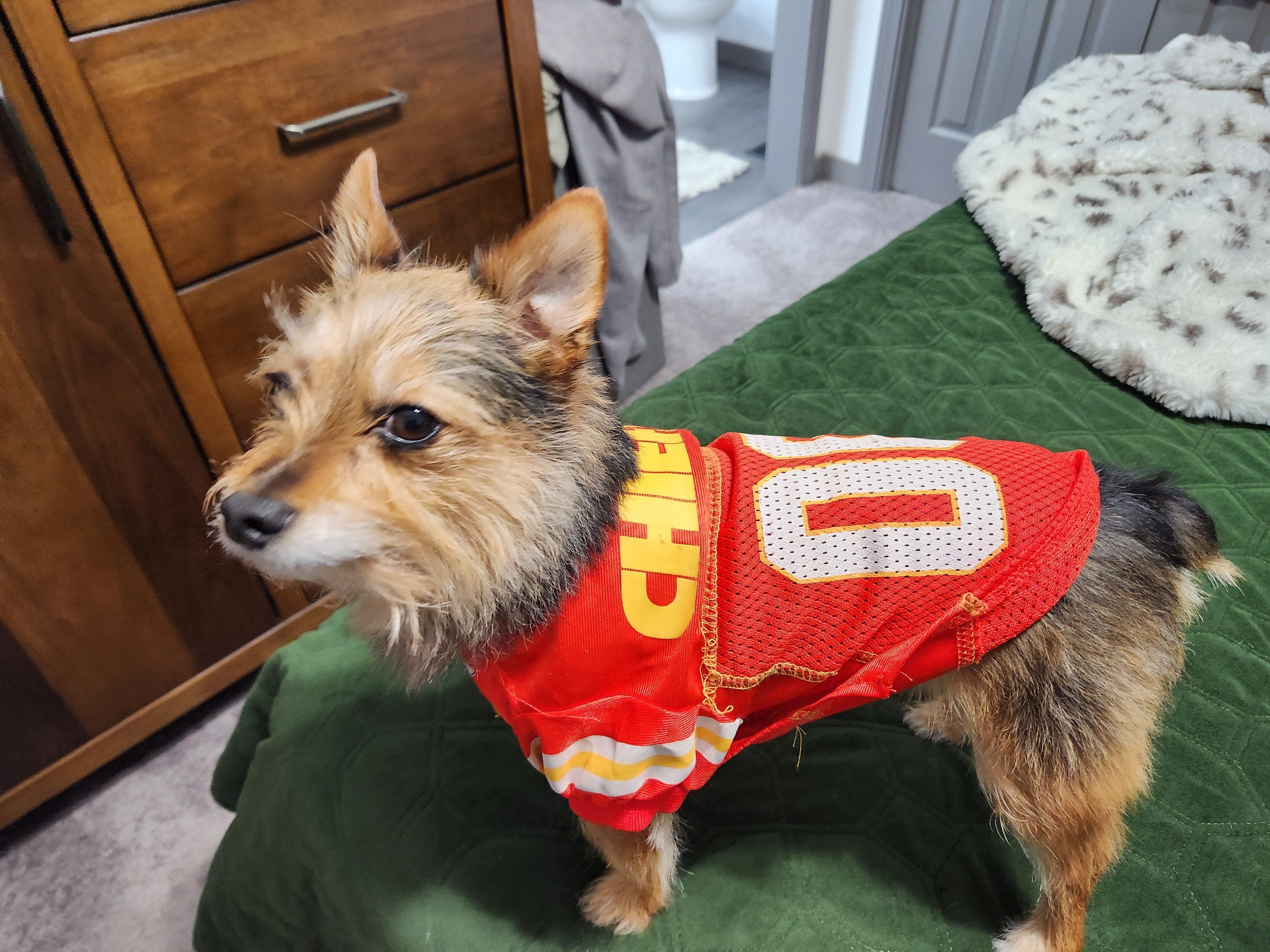 Lost Dog: Wyatt, Tan & Black, 8 lbs, Shy