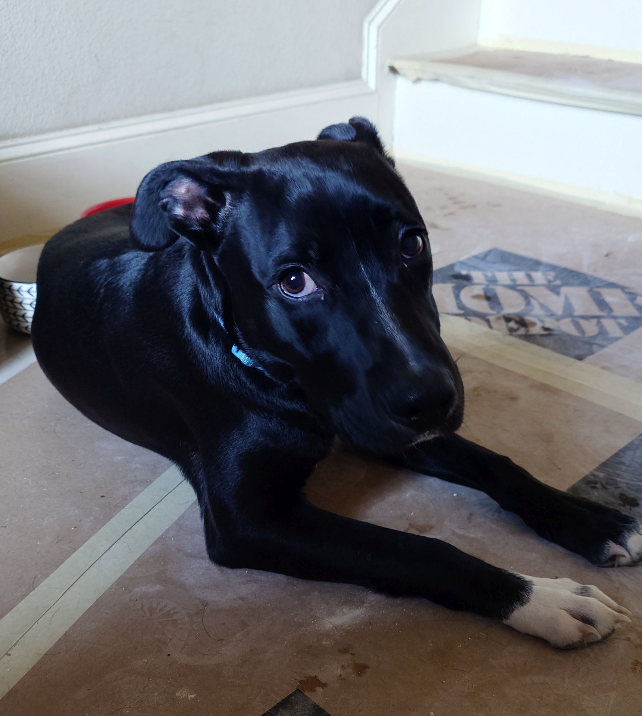 Found dog Dallas, photo: Found: Sweet Young Black Lab/Pit Mix