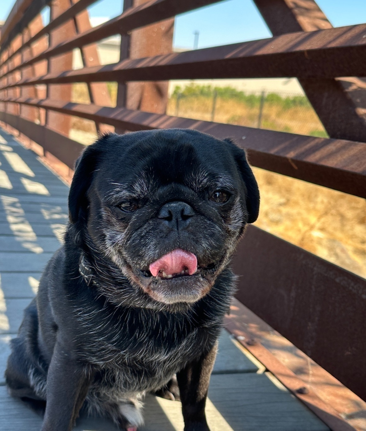 Missing dog California City, photo: Lost Black Pug on Corazon Ave, CA