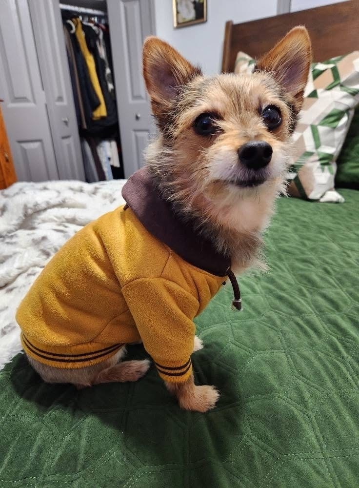 Lost: Skittish 8lb Dog on E 61st St