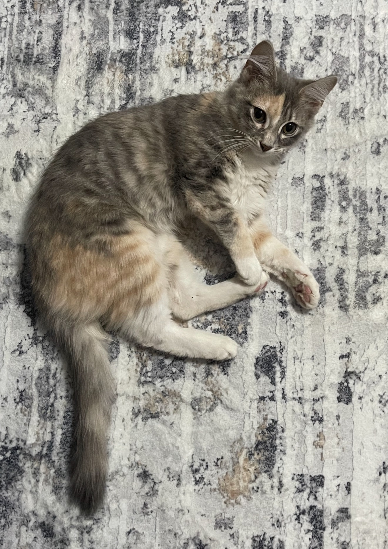 Lost Chunky Cat: Gray, White & Orange