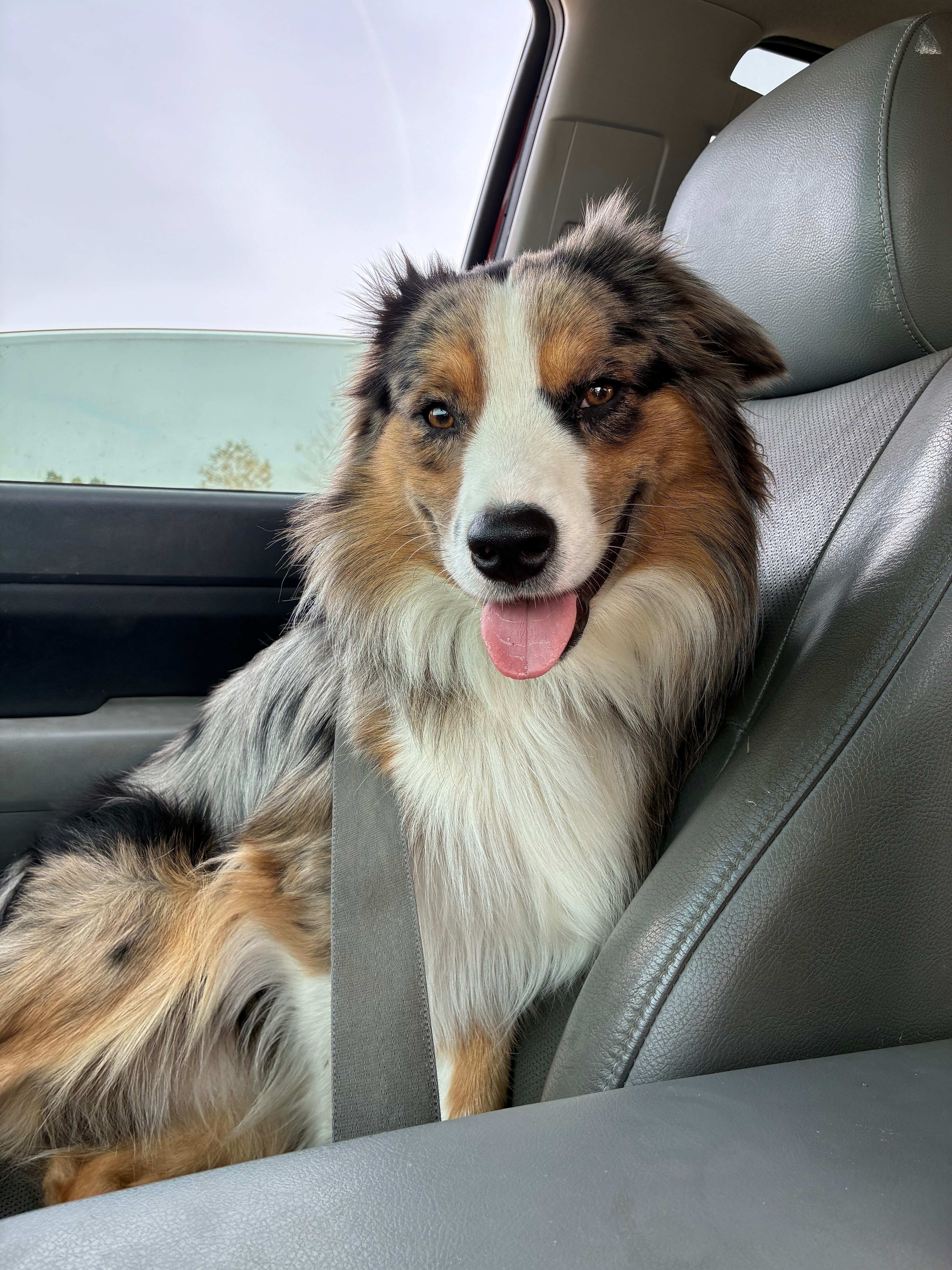 Lost Dog on South Madison Ave: Help!