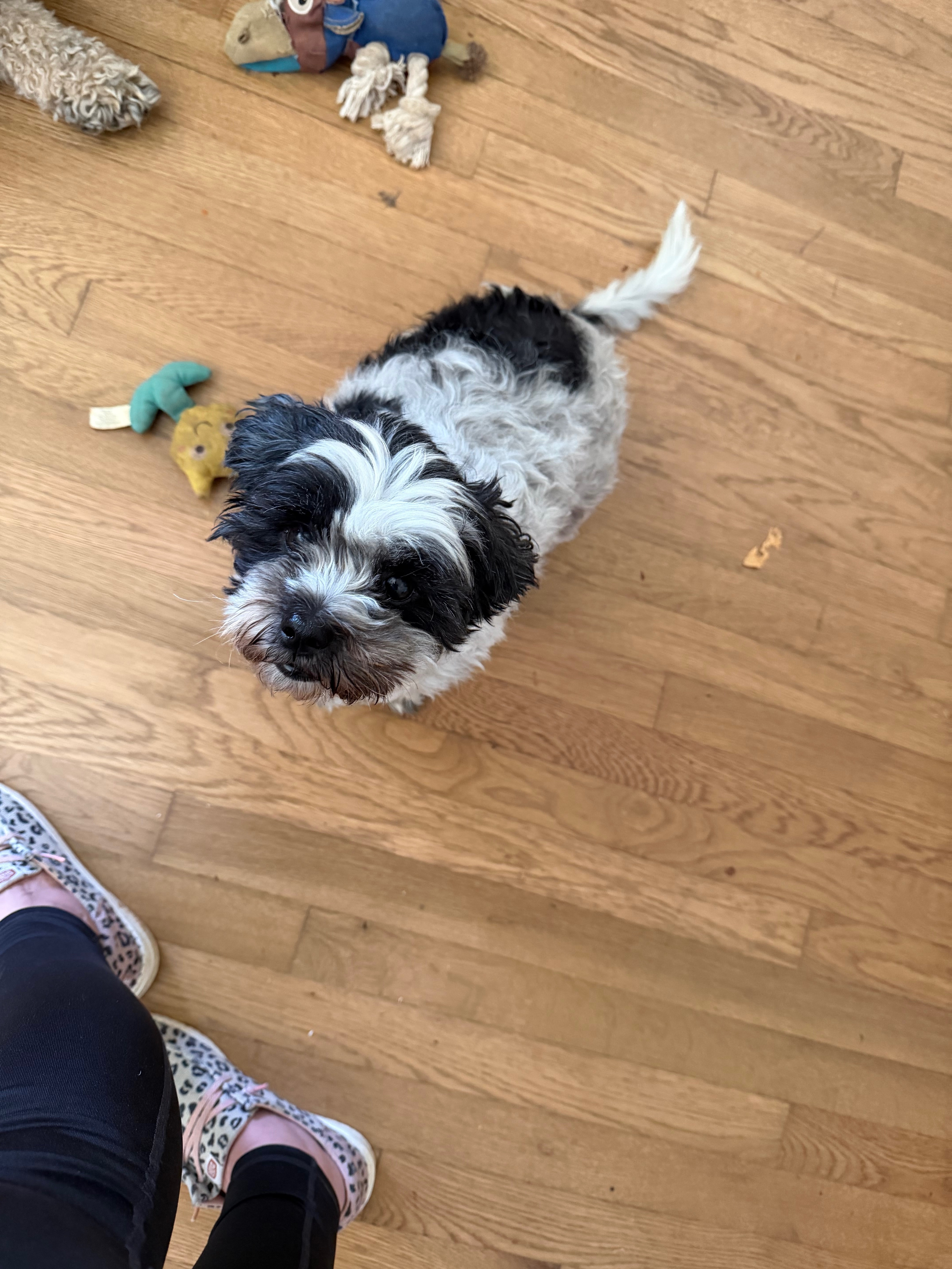 Lost: Belle Belle, Black & White Dog, Urgent
