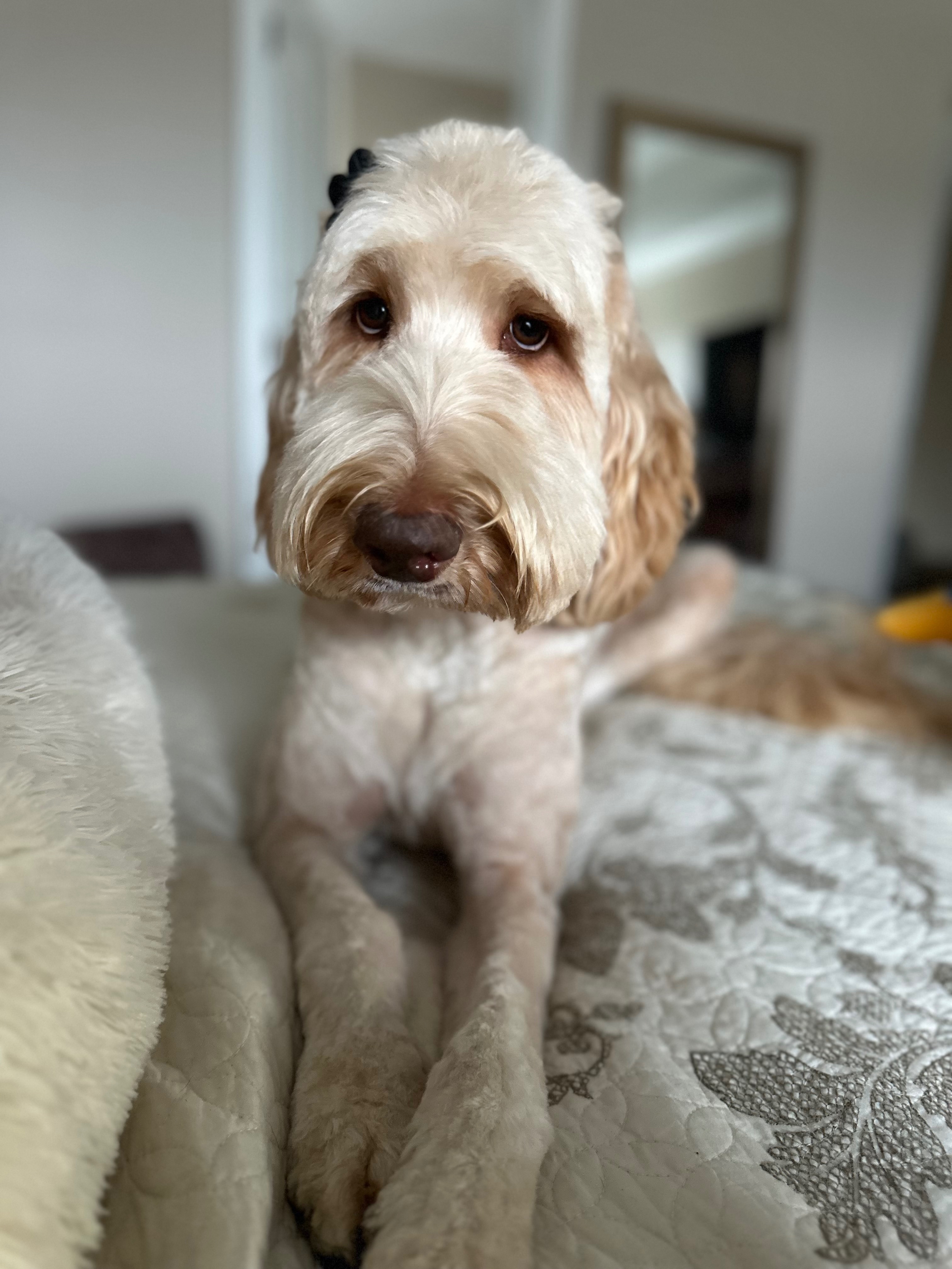Lost Goldendoodle Penny in Clarksville