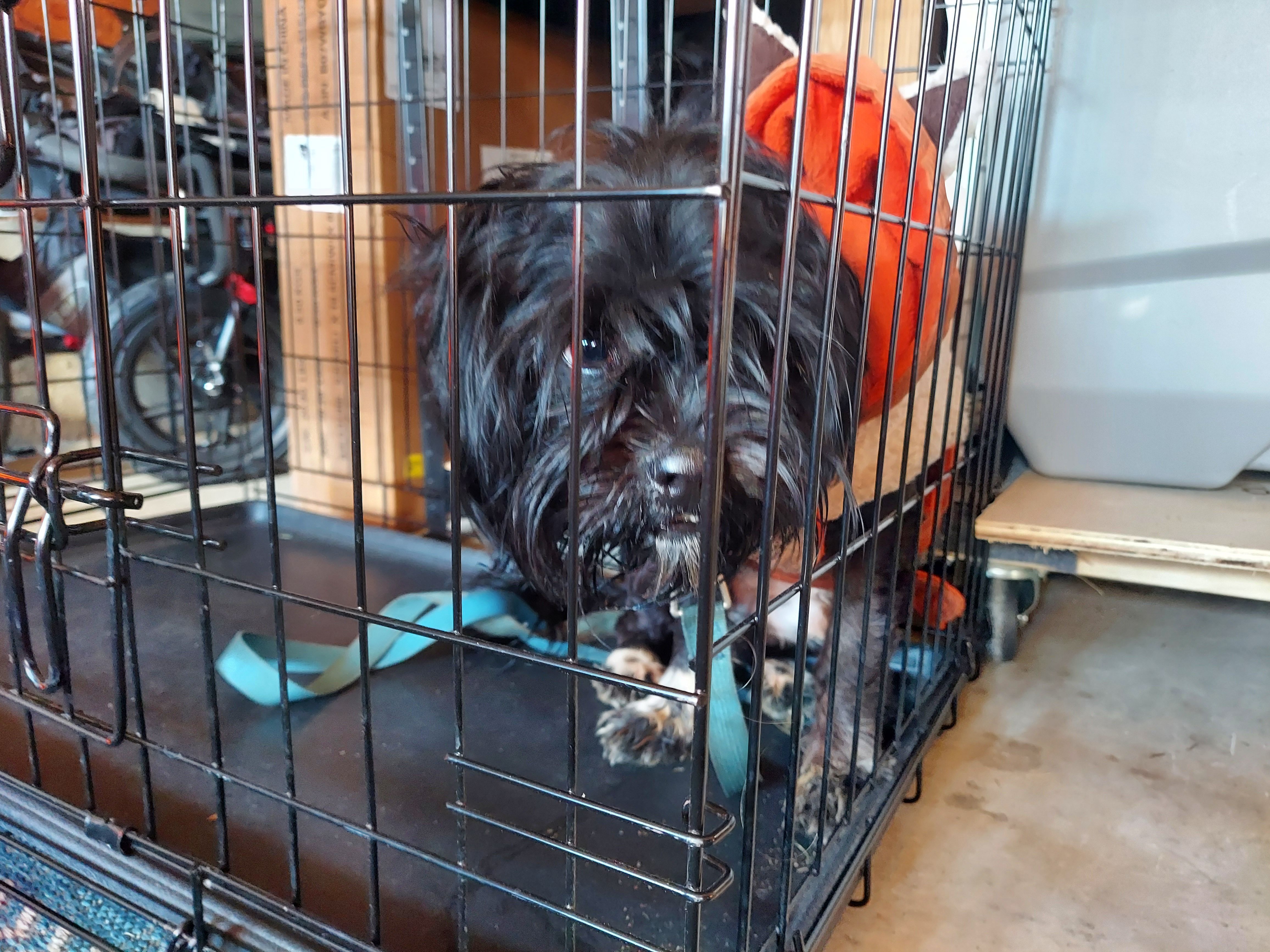 Found pets Charlotte, photo: Found: Sweet Black Dog in Orange Jacket
