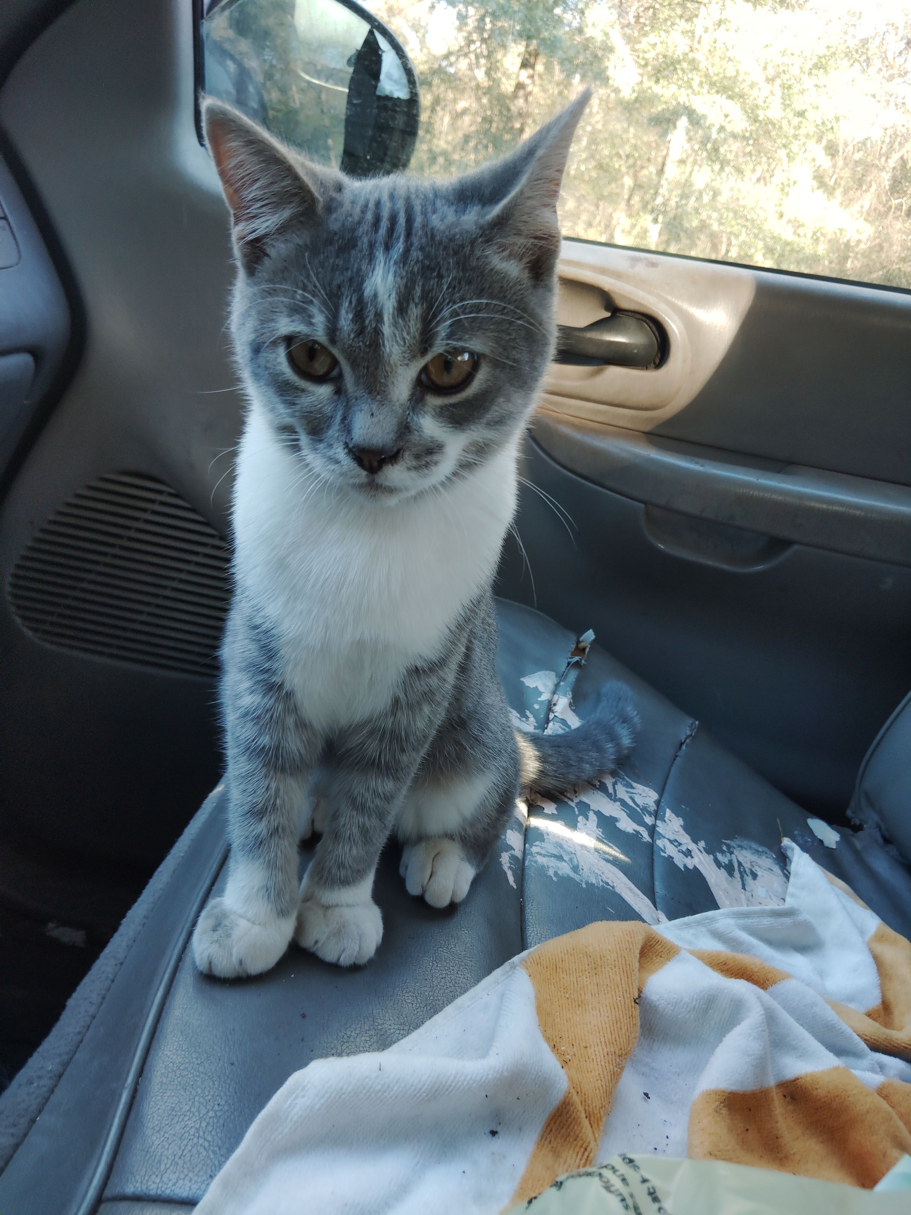 Missing Grey Tabby Cat in Newton Area
