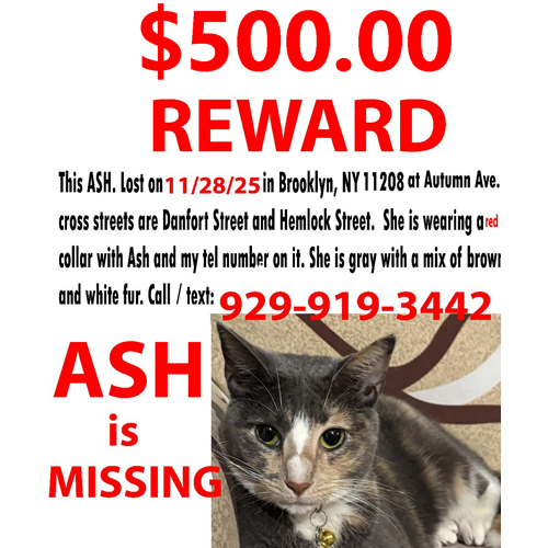 Lost Cat: Gray/Brown/White in NY