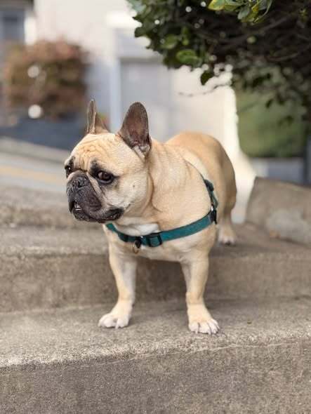 Lost pets , photo: Help Find Hank: Abducted in San Francisco