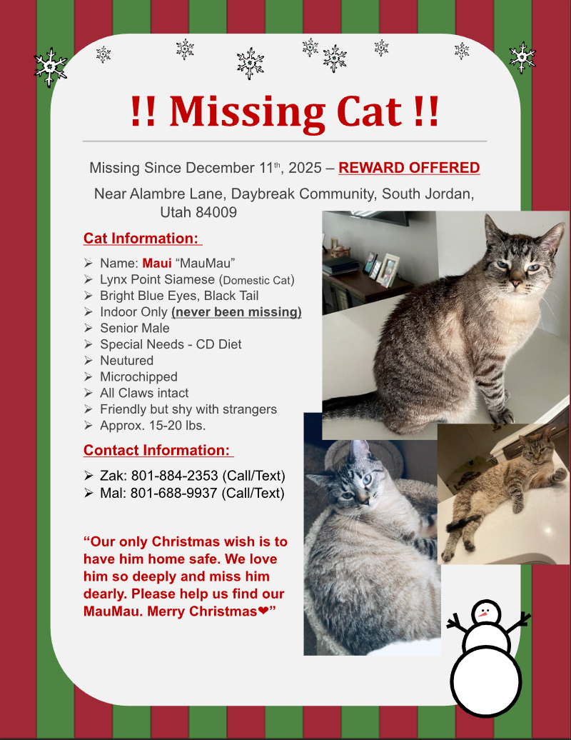 Lost Cat: Grey/Black/White, Blue Eyes