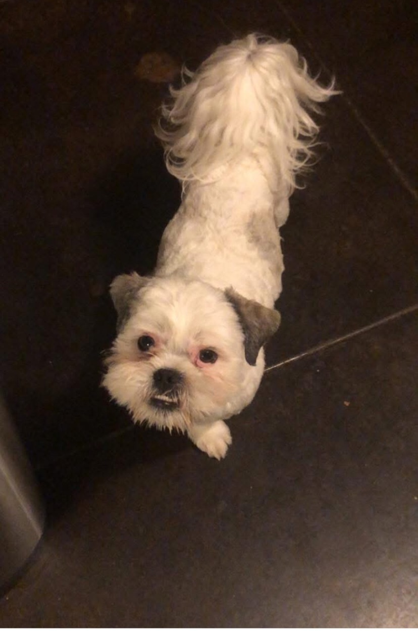 Lost White & Grey Dog in Del City