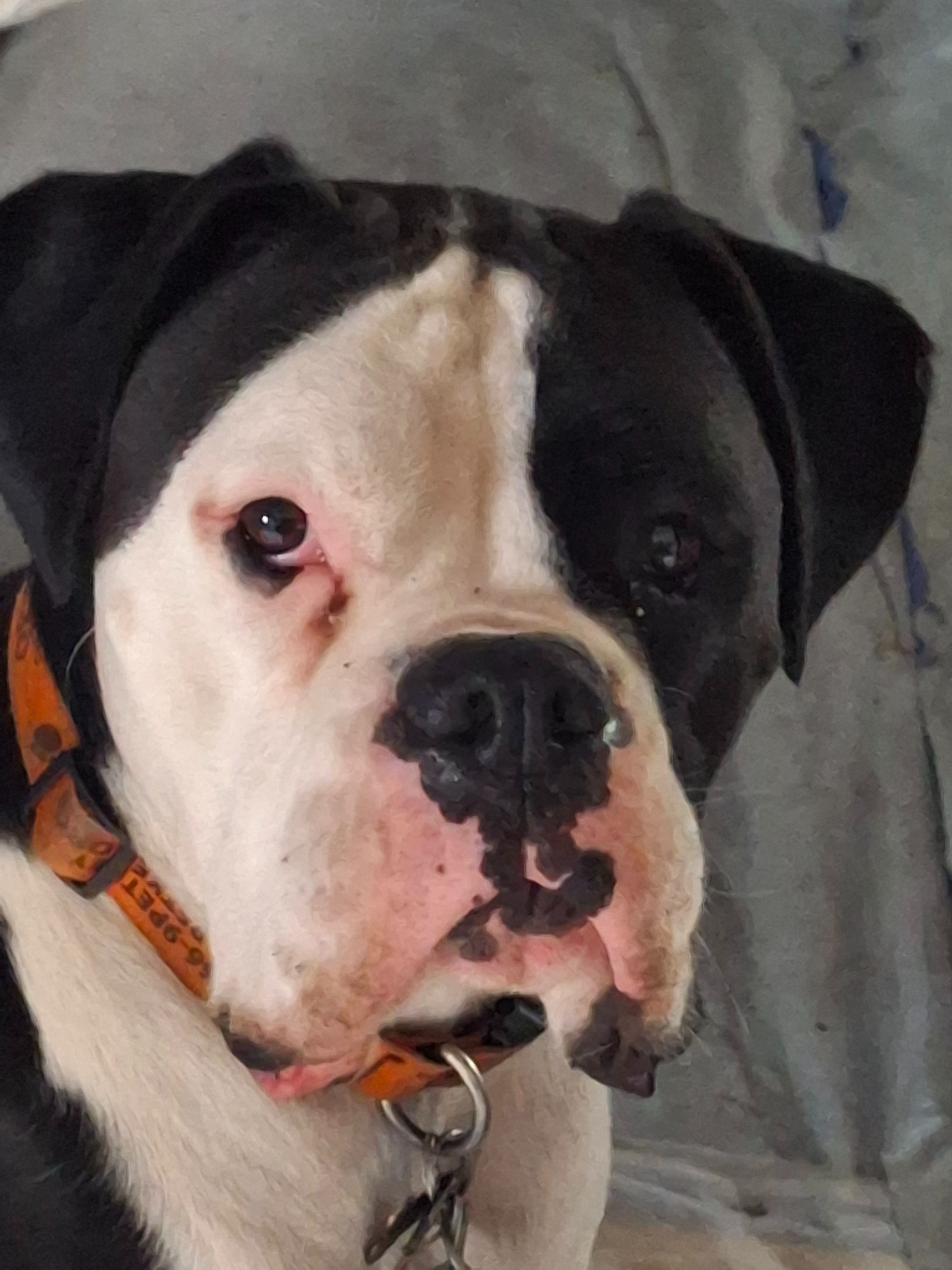 Lost Dog in Hurdland: Black & White Face
