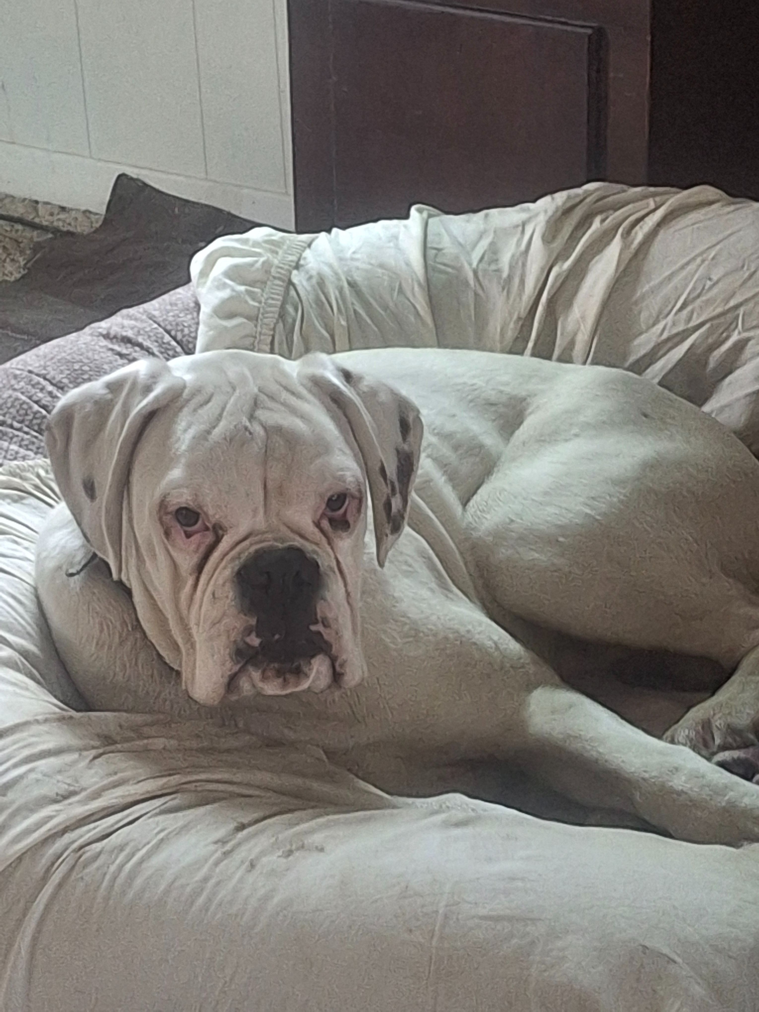 Help Find Taylor: Stolen Boxer & Buddy