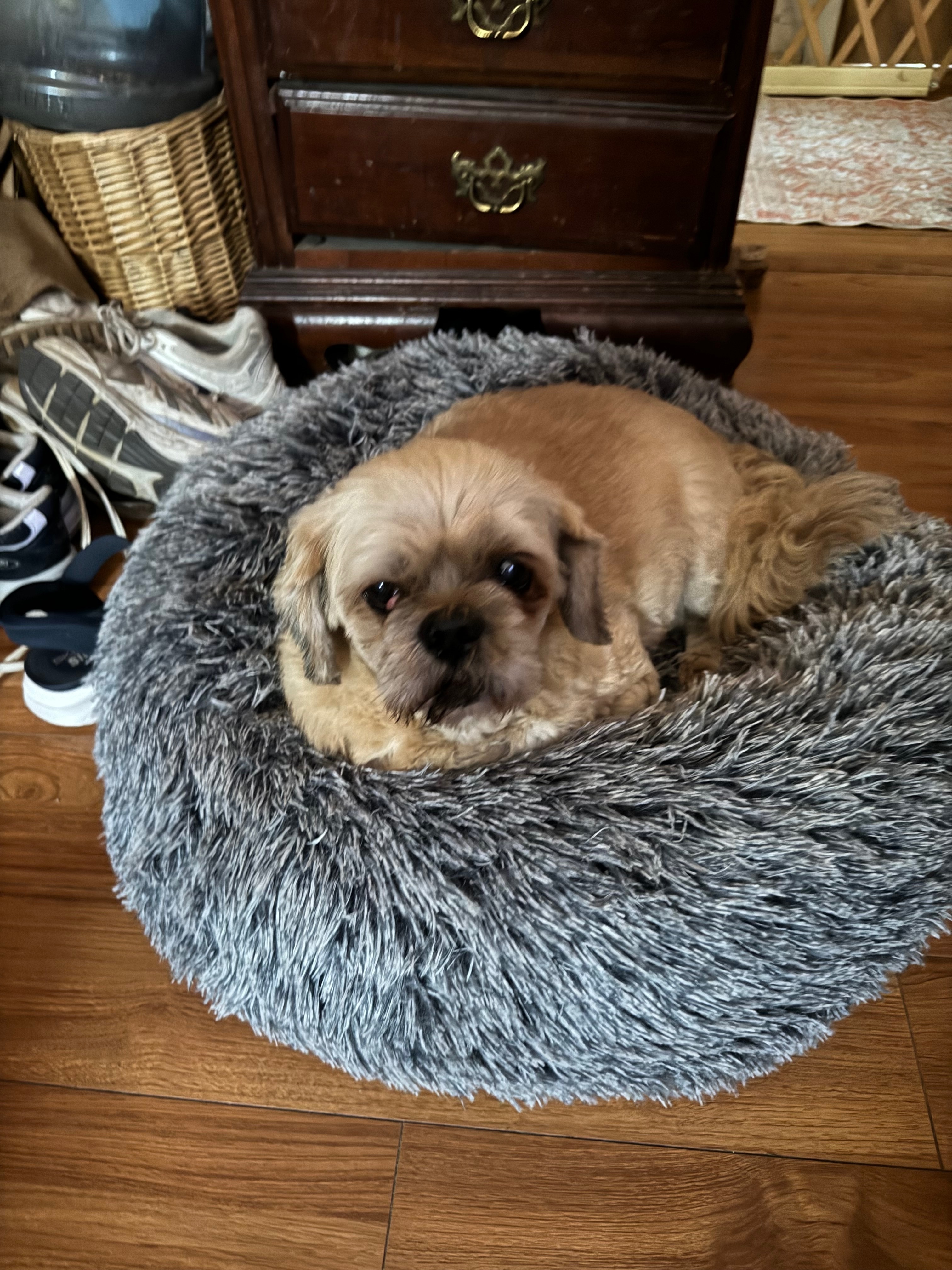 Lost Lhasa Apso in Grandwood Park, IL