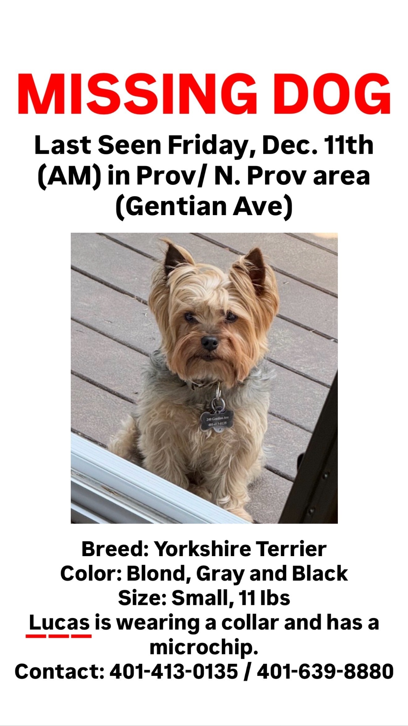 Lost Dog: Black & Tan on Gentian Ave