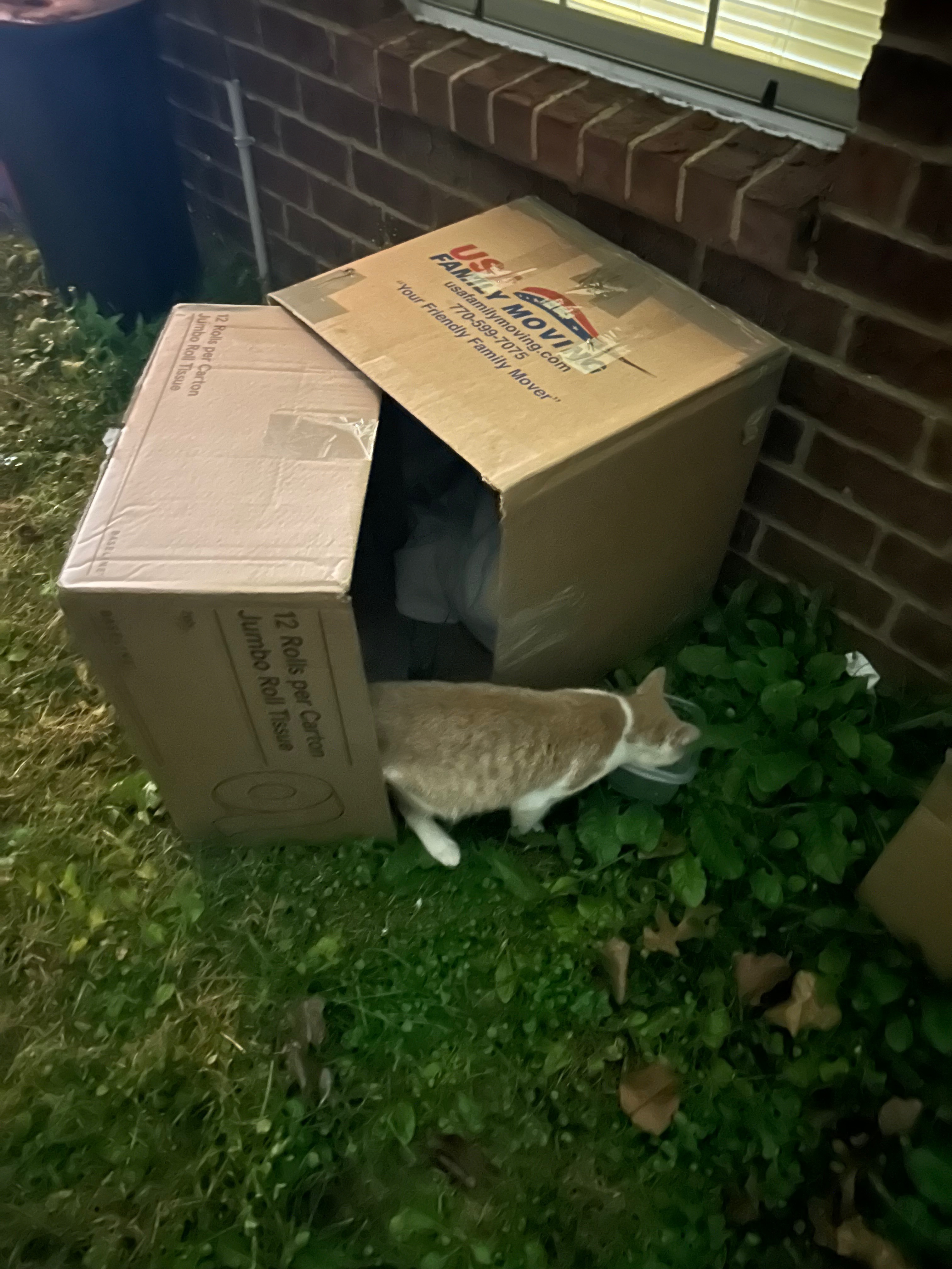 Found Cuddly Cat: Help Locate...