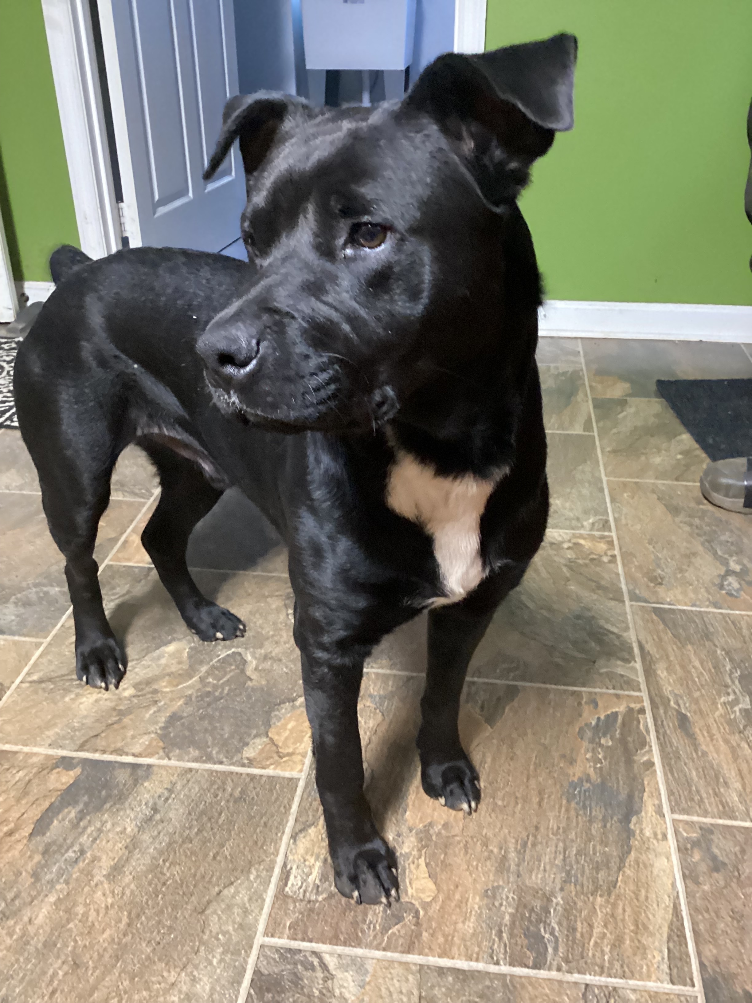 Found: Young Black Dog, Murphy...