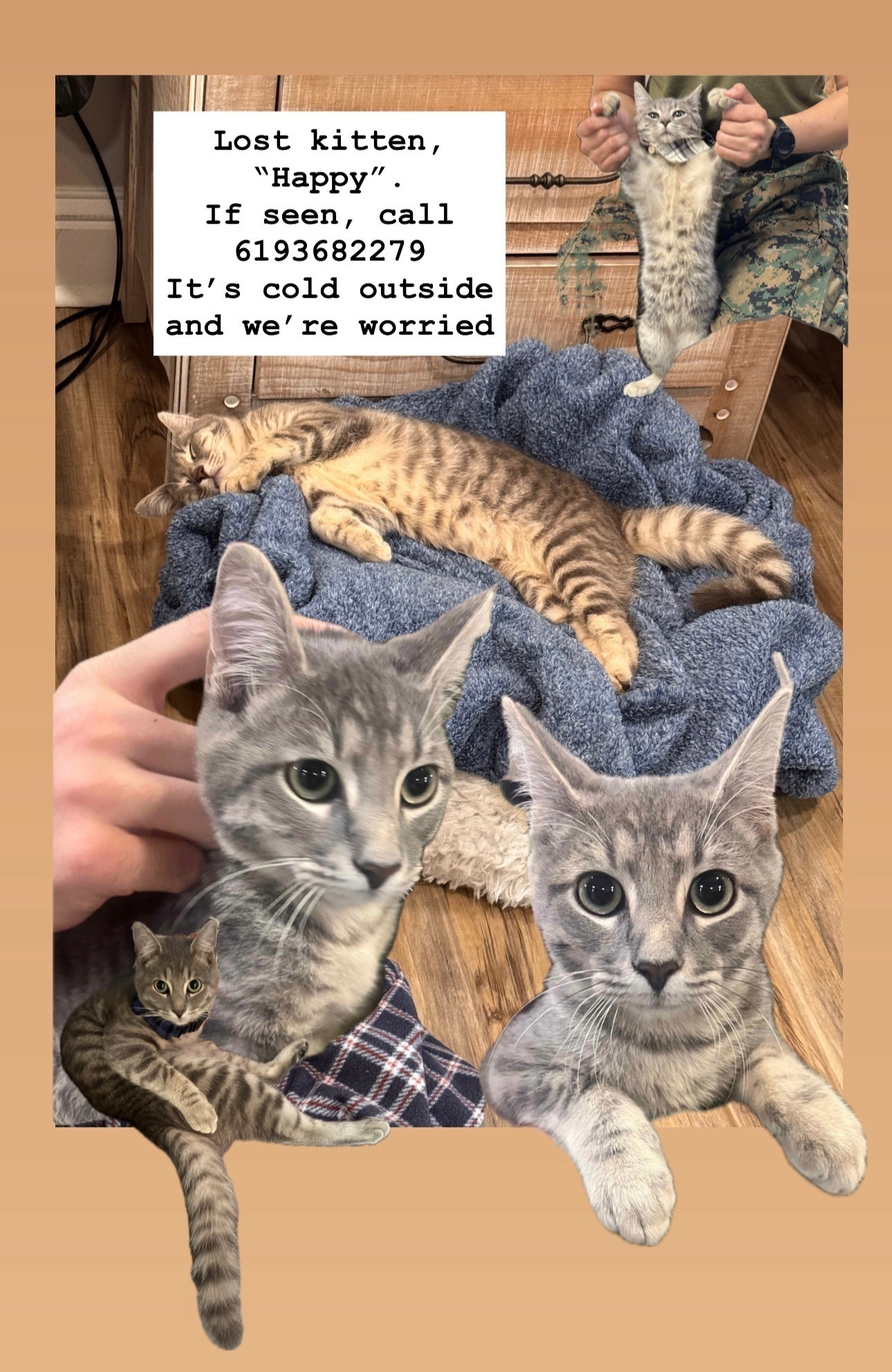 Help Find Happy: Lost Cat in Palmdale