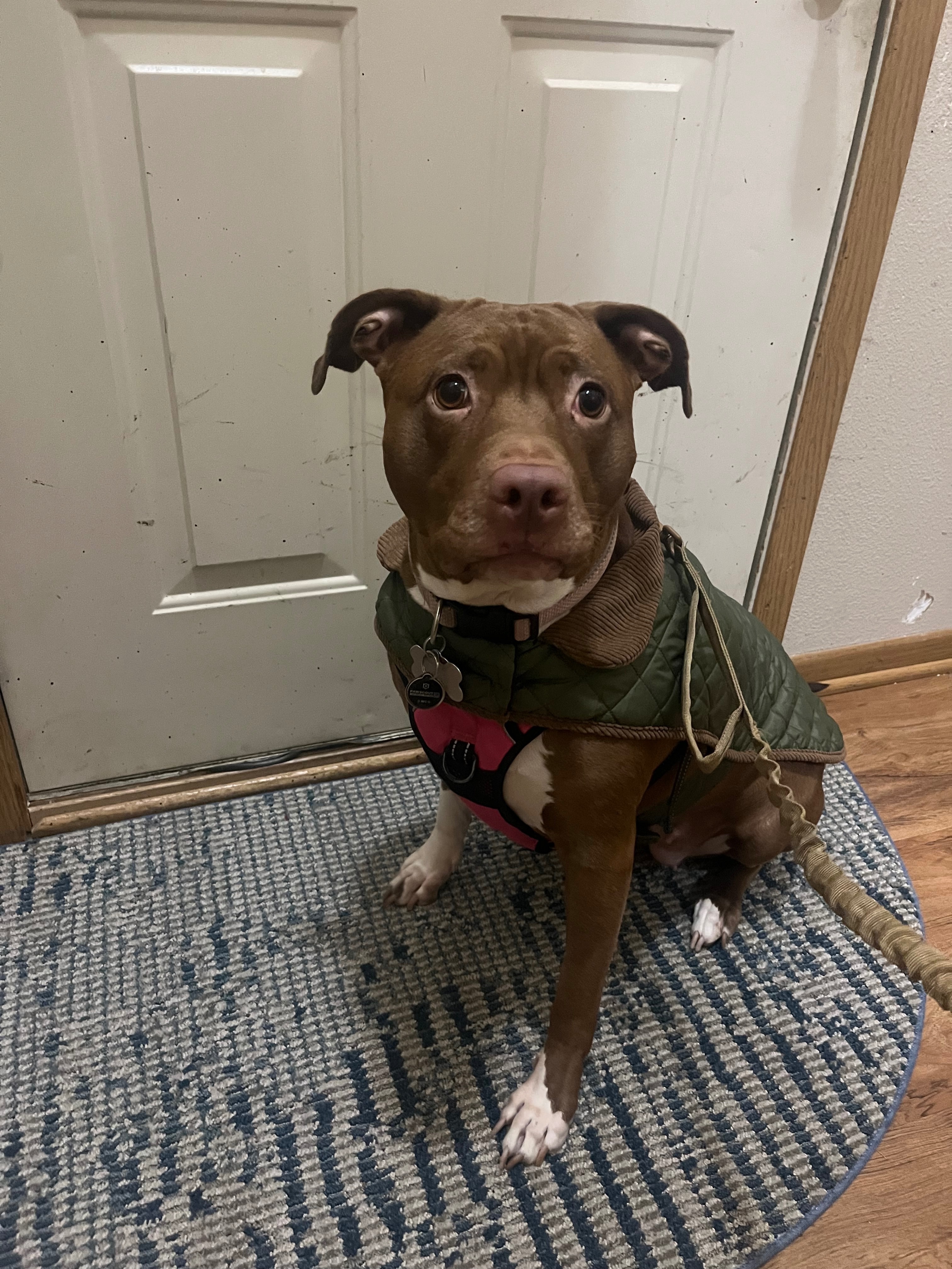 Lost Dog: Sweet Brown Pup on Dickinson